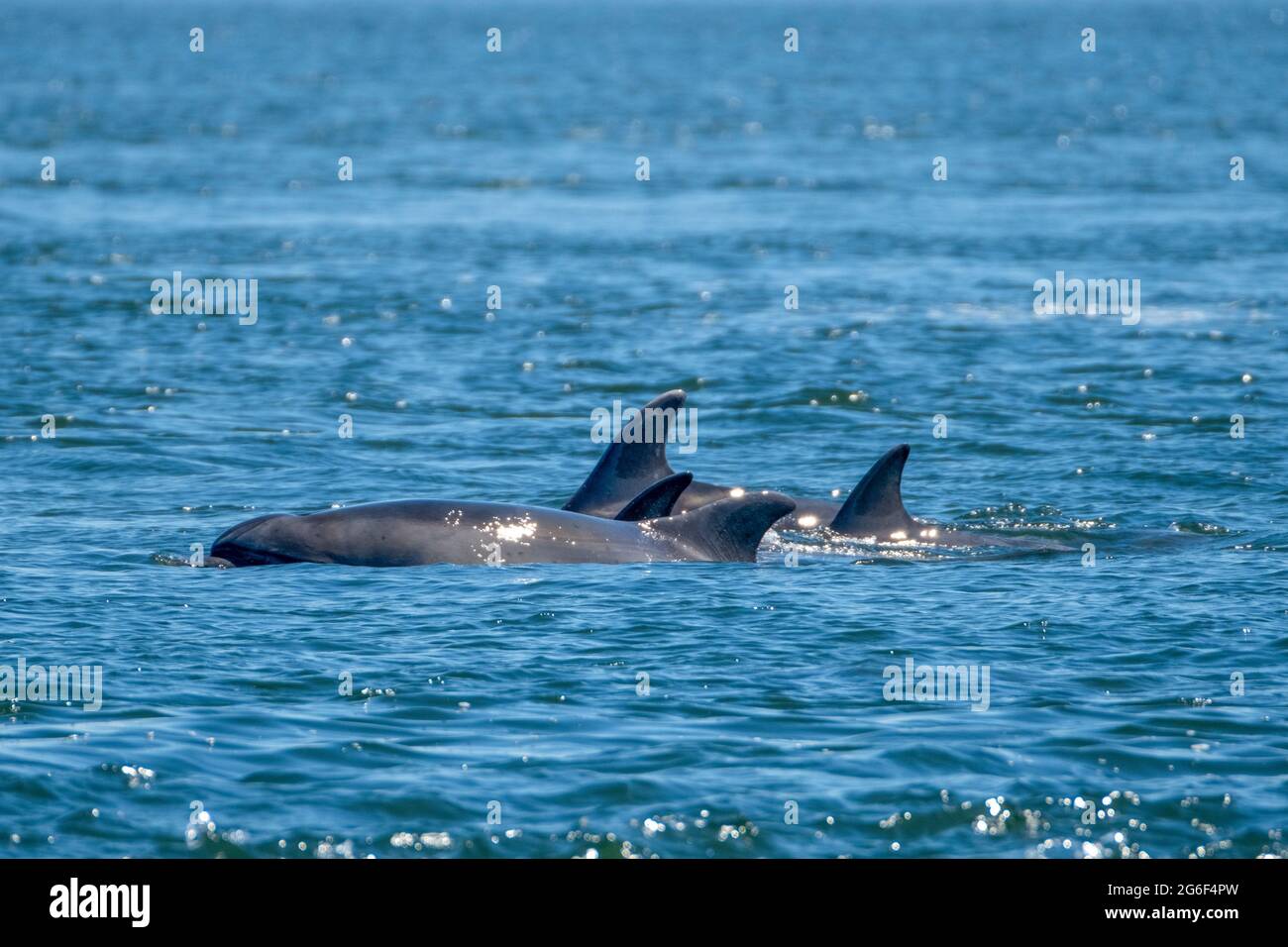 Am Moray Firth am Chanonry Point, Fortrose, Schottland, Großbritannien, liegt eine Gruppe von Delfinen aus der Bottlenose. Stockfoto