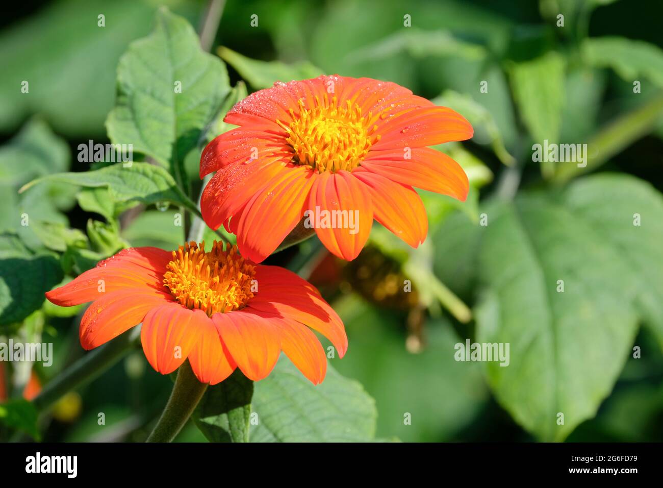 Tithonia rotundifolia 'Fackel', Mexikanische Sonnenblume 'Fackel' Stockfoto