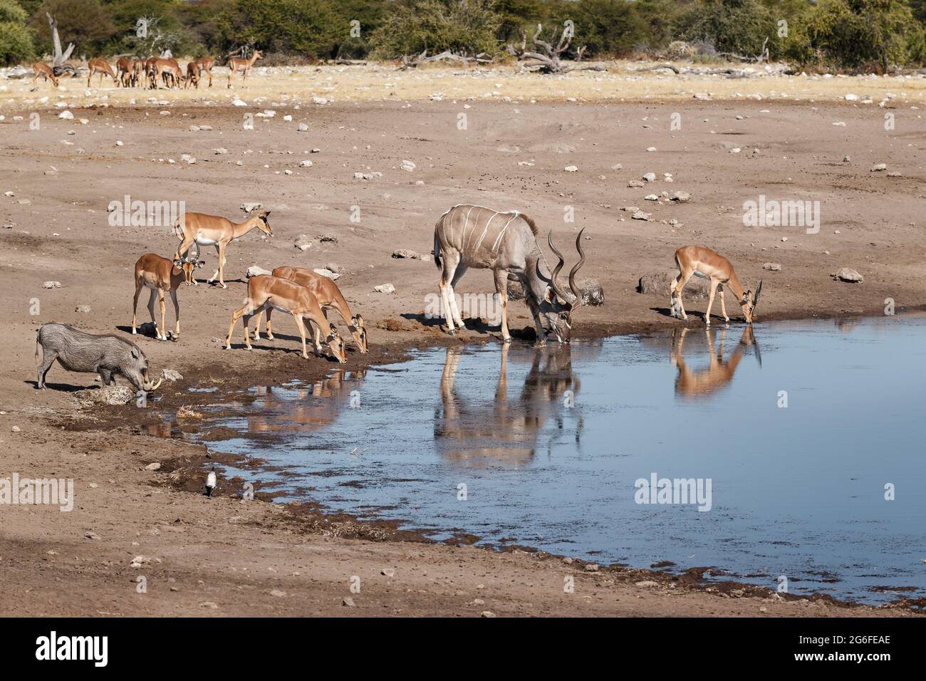Kudu, Warthog, Impala mischen Tiere am Wasserloch. Etosha Nationalpark, Namibia, Afrika Stockfoto