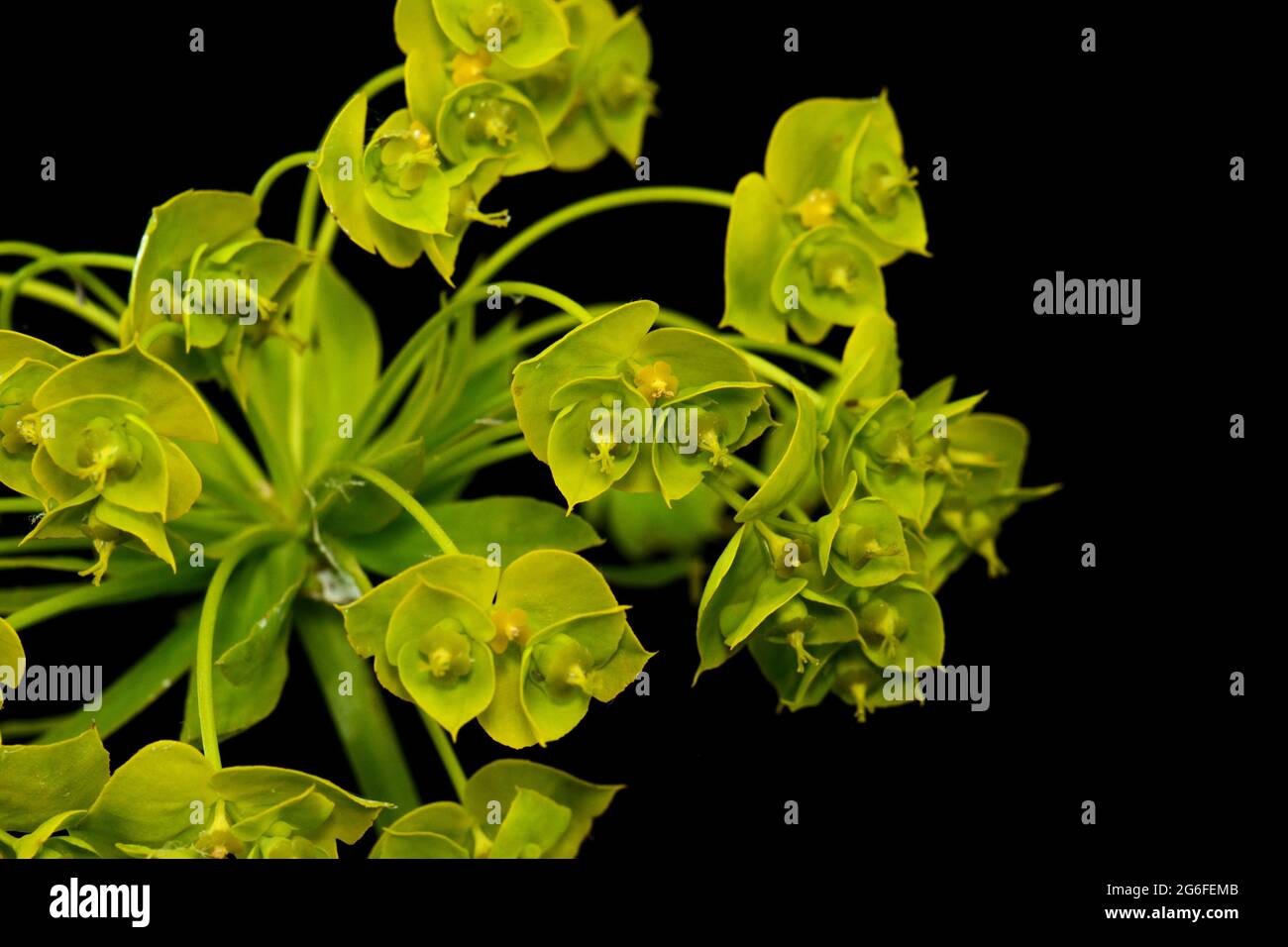 Nahaufnahme der gelben Blüten des Zypressenspurgen Esphorbia cyparissia oder des Blattspurgen Eschula Eschula. Isoliert auf schwarz. Stockfoto