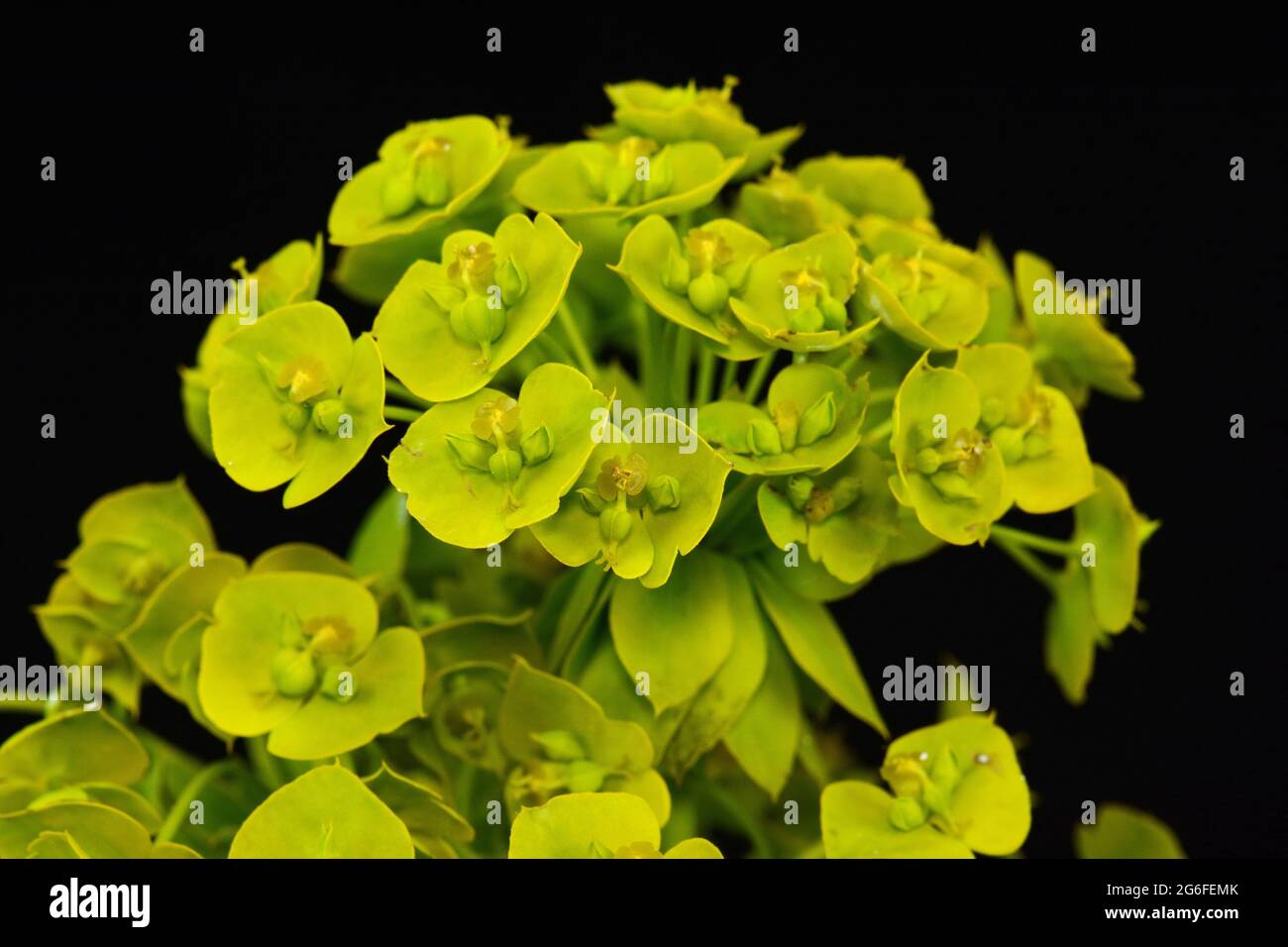 Nahaufnahme der gelben Blüten des Zypressenspurgen Esphorbia cyparissia oder des Blattspurgen Eschula Eschula. Isoliert auf schwarz. Stockfoto