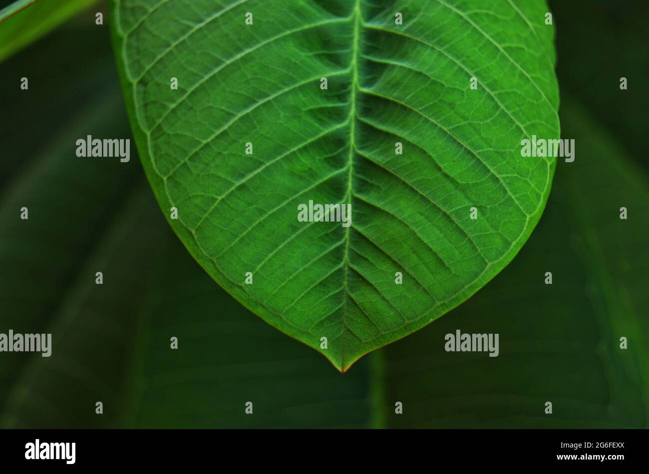 Nahaufnahme eines Frangipani-Blattes bei schwachem Licht Stockfoto