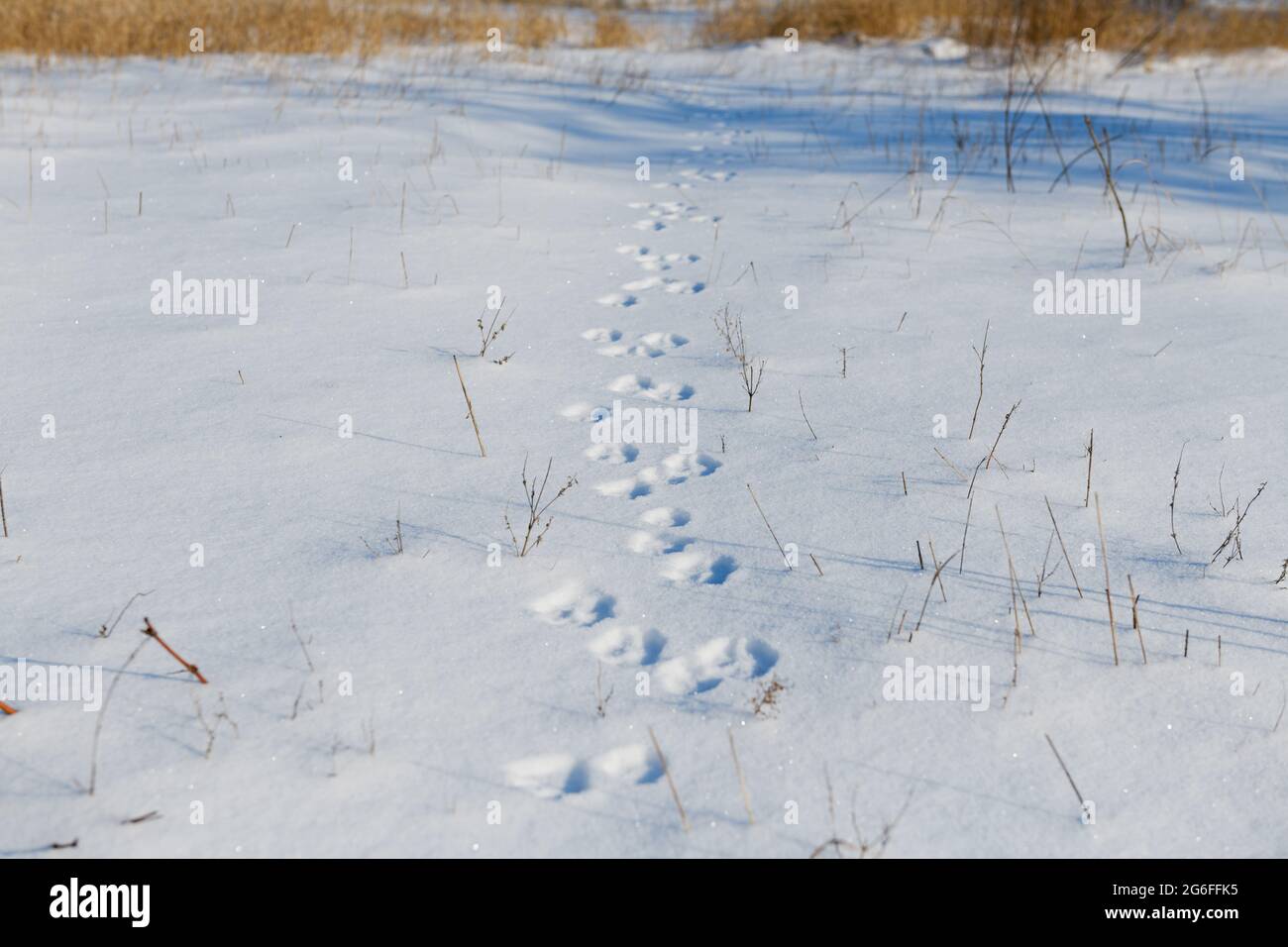 Hund Haustier Tier Pfoten Fußspuren Weg bei Neuschnee auf weißer Winterwiese oder See mit trockenen gelben Pflanzen Stockfoto