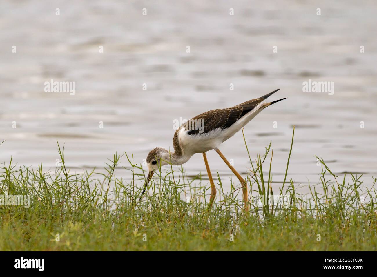 Großer Yellowlegs Sandpiper, der Insekten am Fluss frisst. Stockfoto