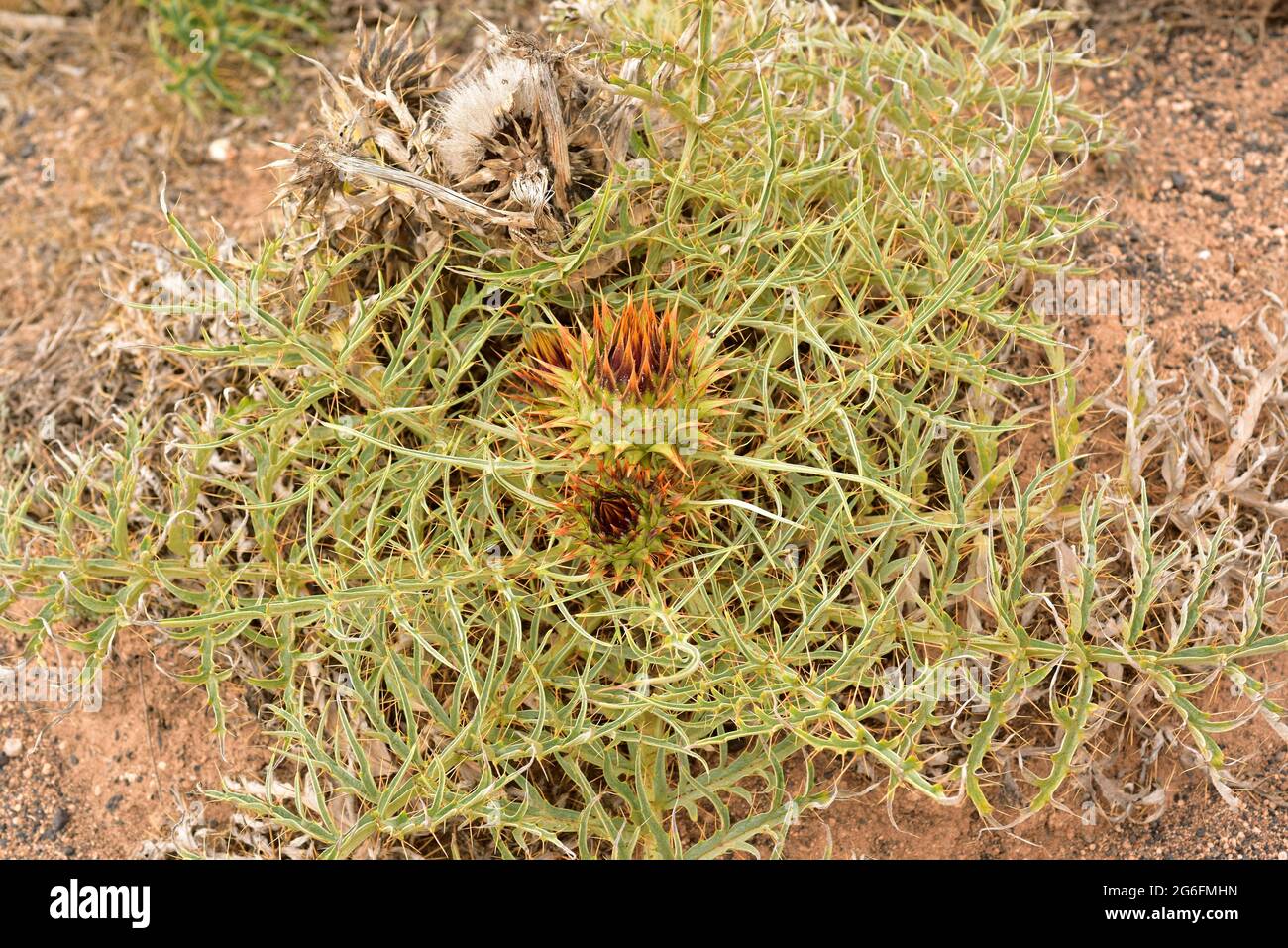 Wildcardoon (Cynaro cardunculus) ist eine krautige Staudenpflanze. Dieses Foto wurde auf Lanzarote, Kanarische Inseln, Spanien aufgenommen. Stockfoto