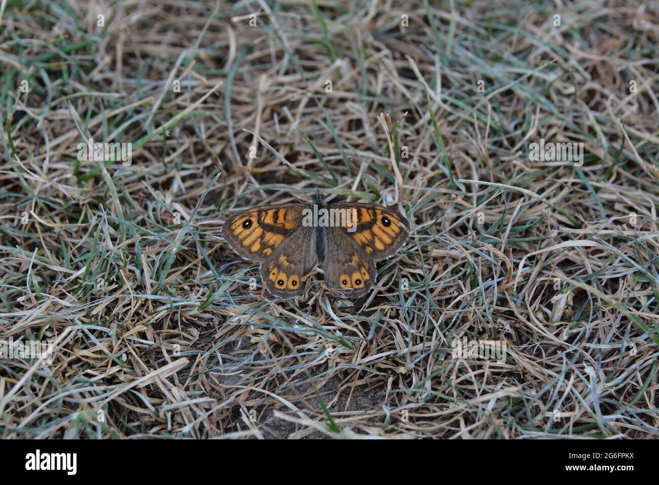 Bunte große Schmetterling auf dem Gras. Stockfoto