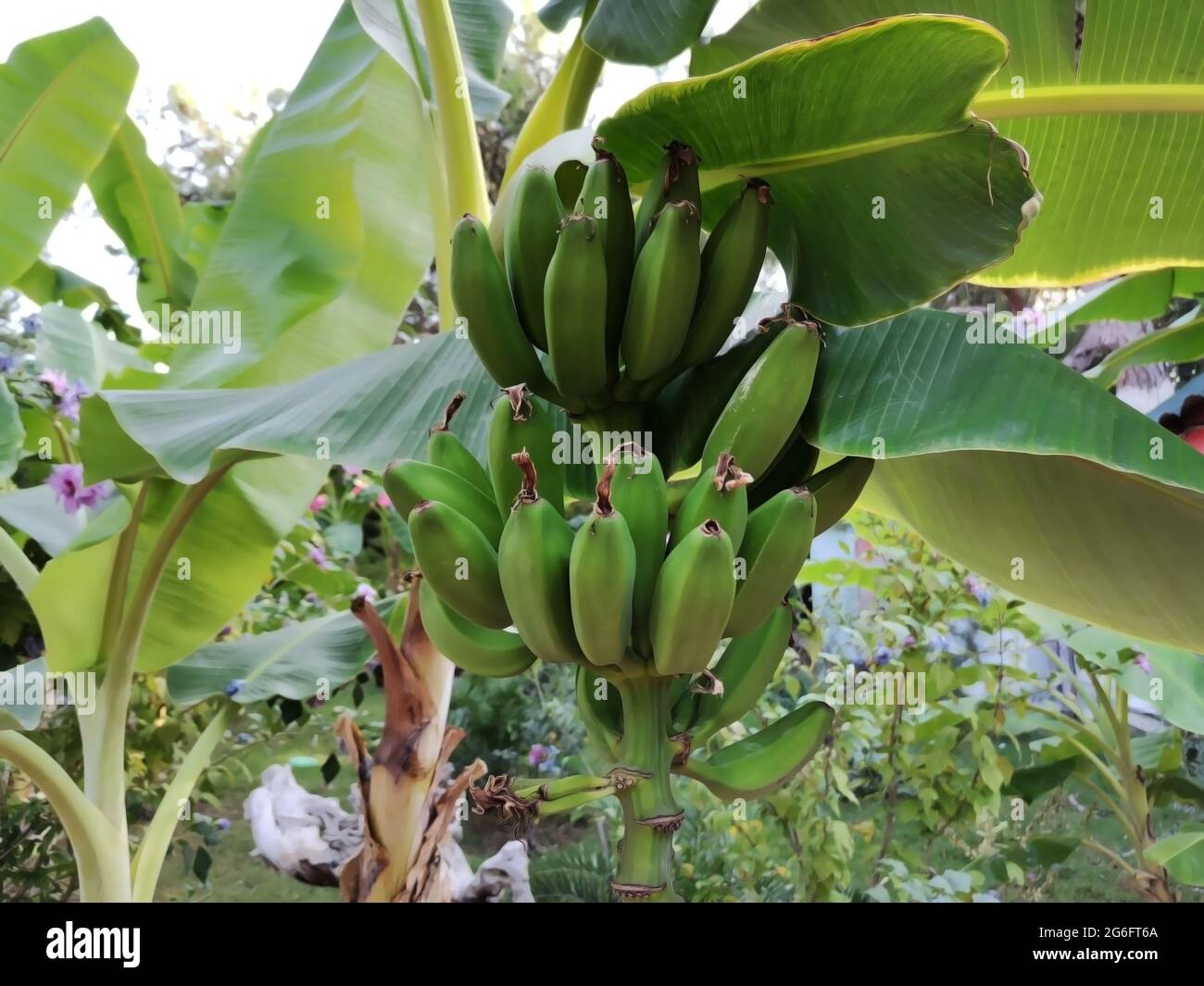 Frische und organische Bananen auf dem Ast des Baumes. Stockfoto