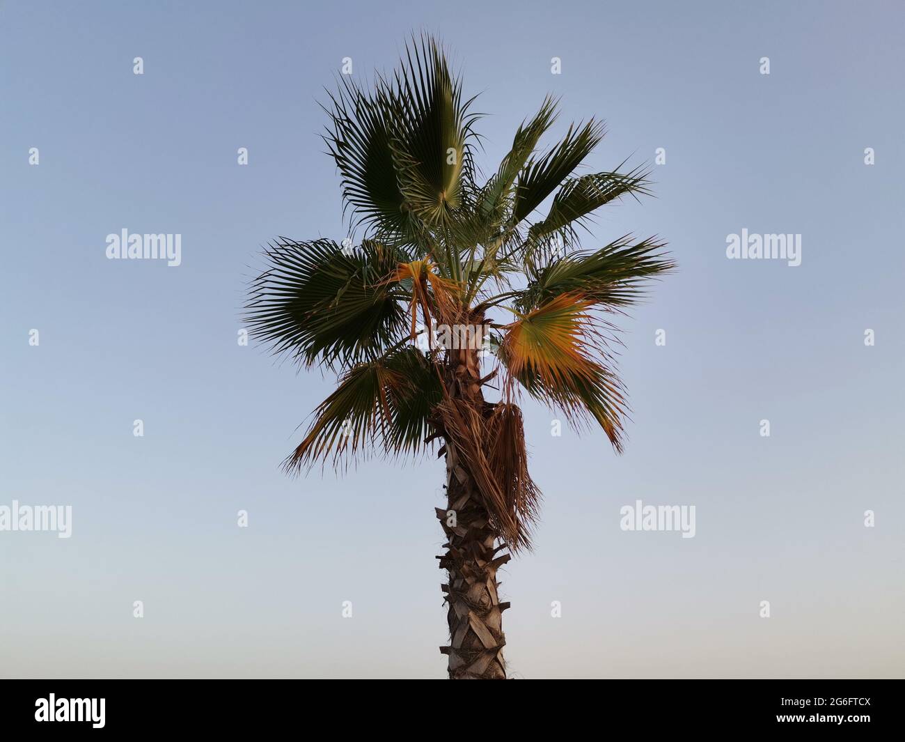 Palme. Himmel und grüner Baum im Hintergrund. Stockfoto