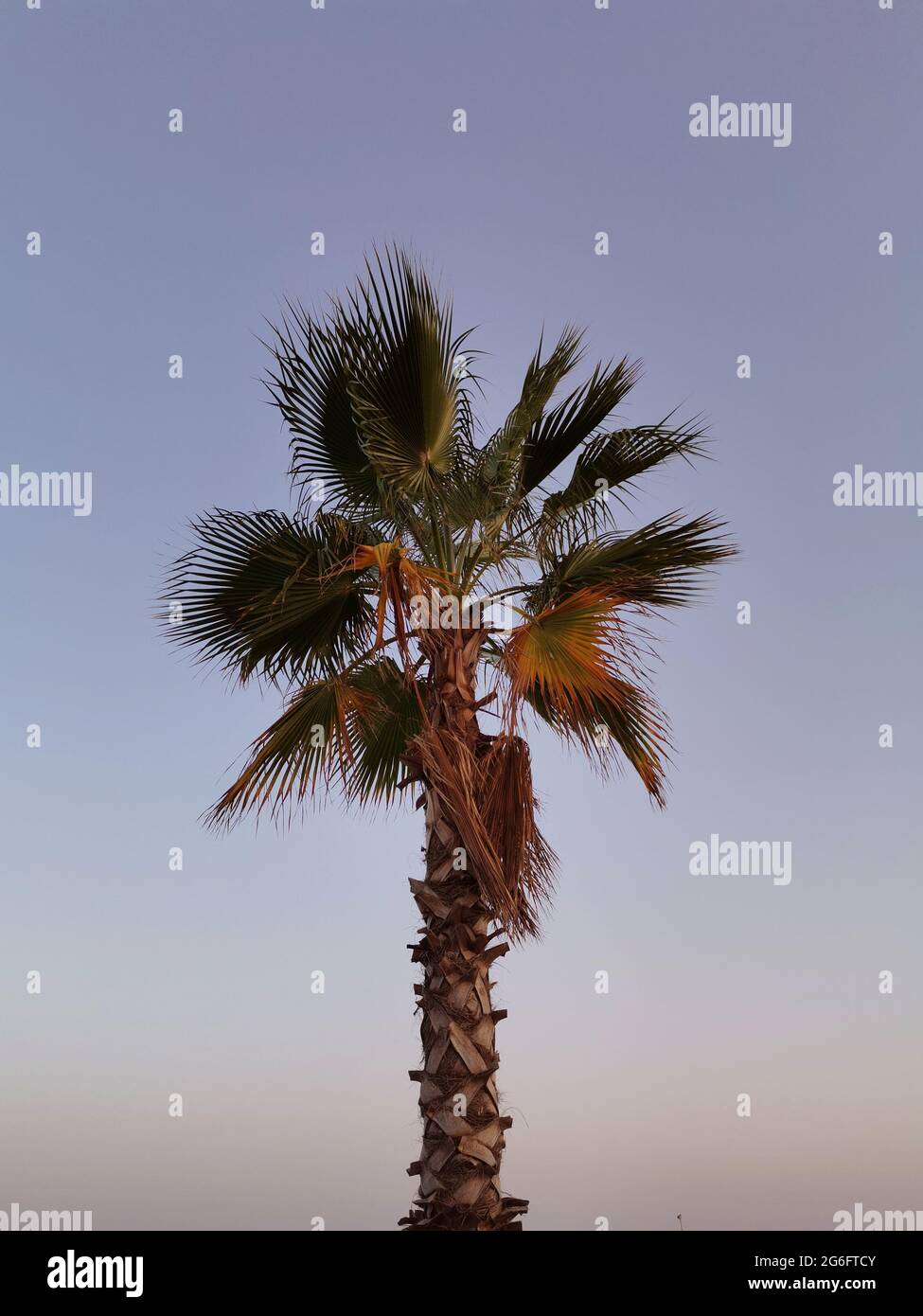 Palme. Himmel und grüner Baum im Hintergrund. Stockfoto