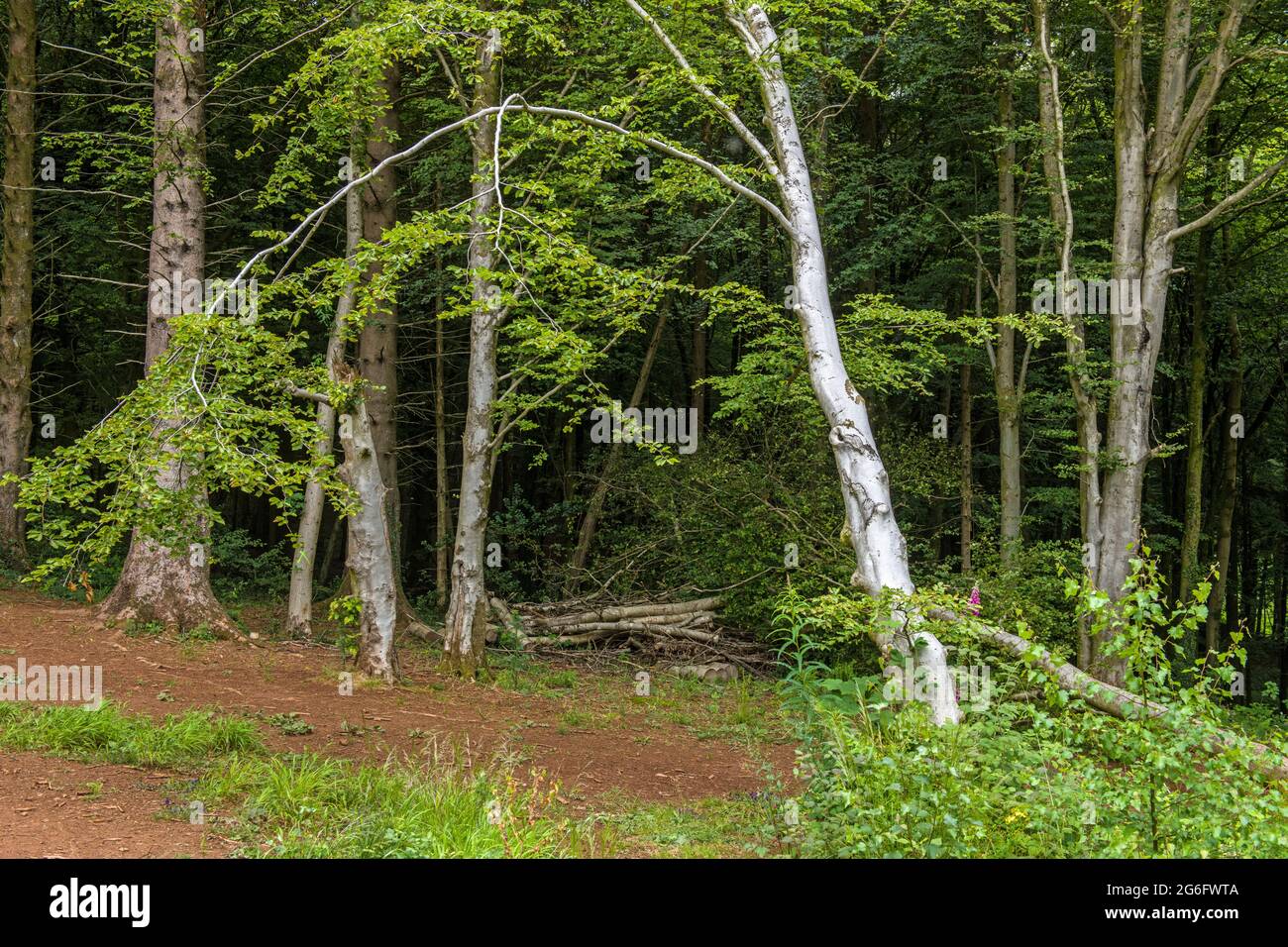 Fforest Fawr, ein großer Waldweg am nördlichen Ende von Cardiff, im Juli Summertime Stockfoto