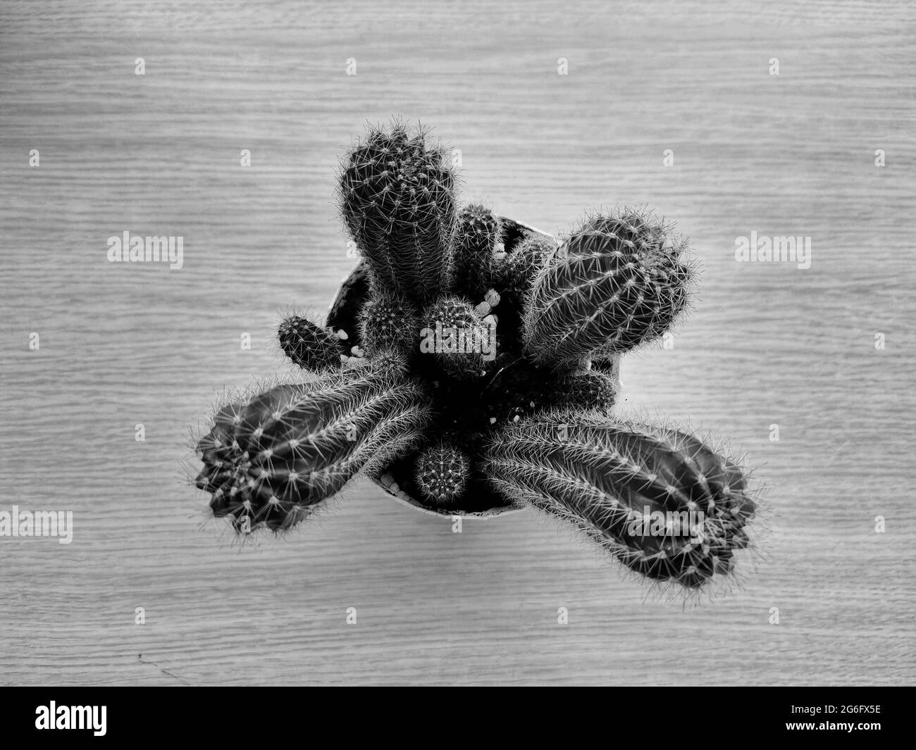 Kleiner Kaktus. Kleiner Blumentopf. Schwarz-weiße Farbe Blume und Tisch. Blume auf dem Tisch. Stockfoto