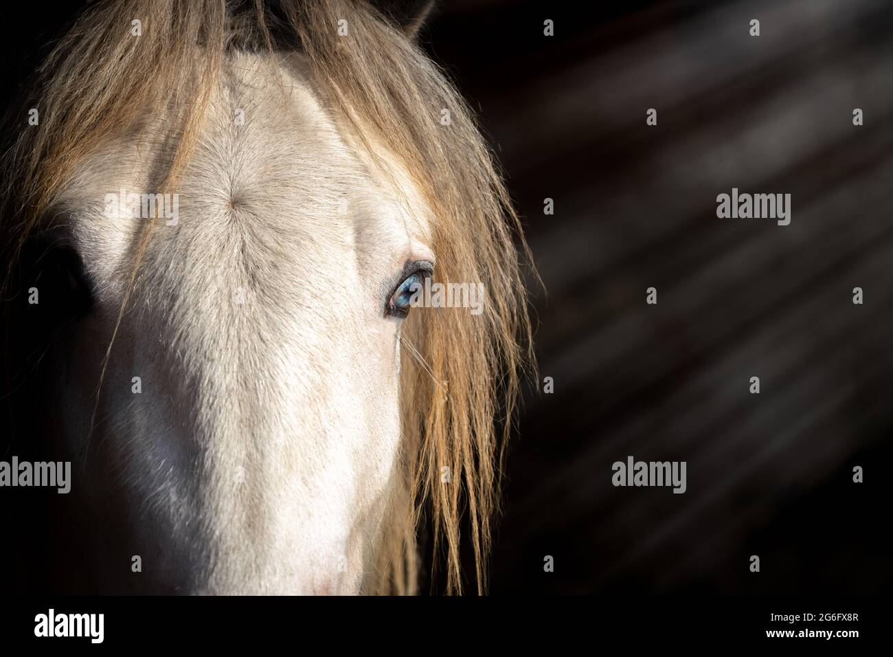 Schönes weißes irisches Zigeunercob-Pferd mit leuchtend blauen Augen, die im Licht stehen und Strahlen einstrahlen. Dunkler Hintergrund isoliert atemberaubende Schönheit. Stockfoto