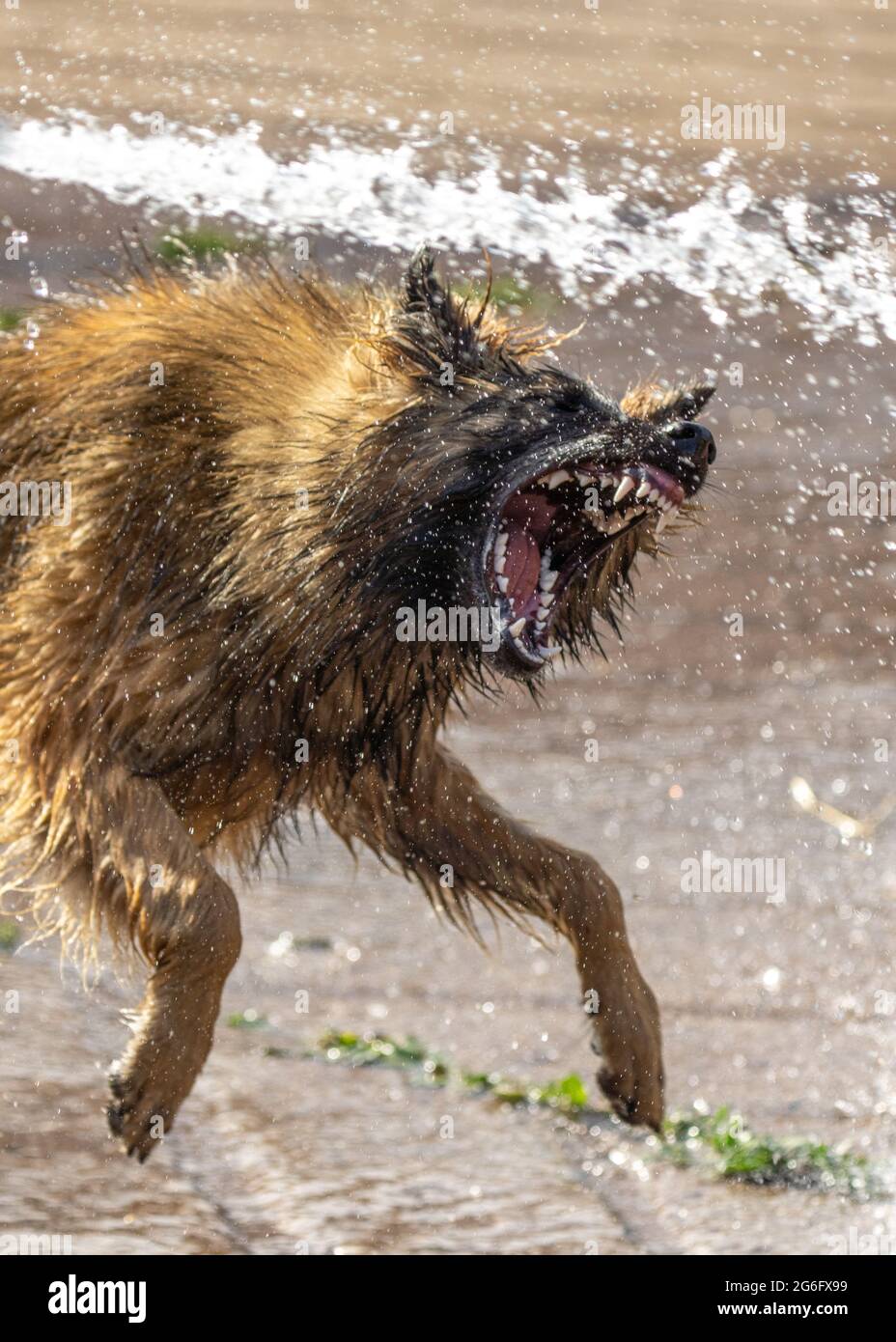Elsässischer Welpe Hund Deutscher Schäferhund suchen wild tragende Zähne versuchen, Wasser aus Schlauch-Rohr angreifen. Scharfe Eckzähne aus der Nähe des Wachhundes Stockfoto