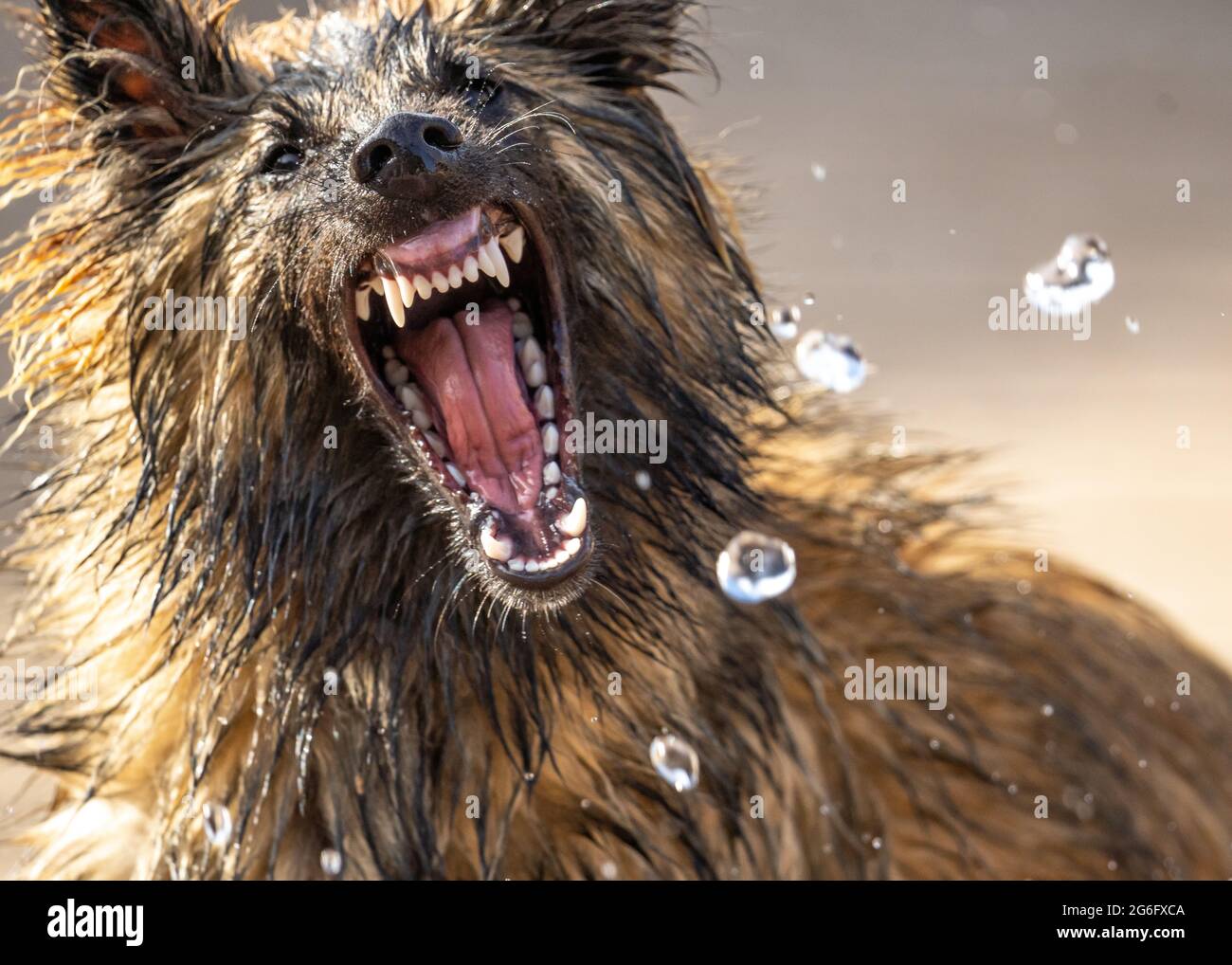 Elsässischer Welpe Hund Deutscher Schäferhund suchen wild tragende Zähne versuchen, Wasser aus Schlauch-Rohr angreifen. Scharfe Eckzähne aus der Nähe des Wachhundes Stockfoto