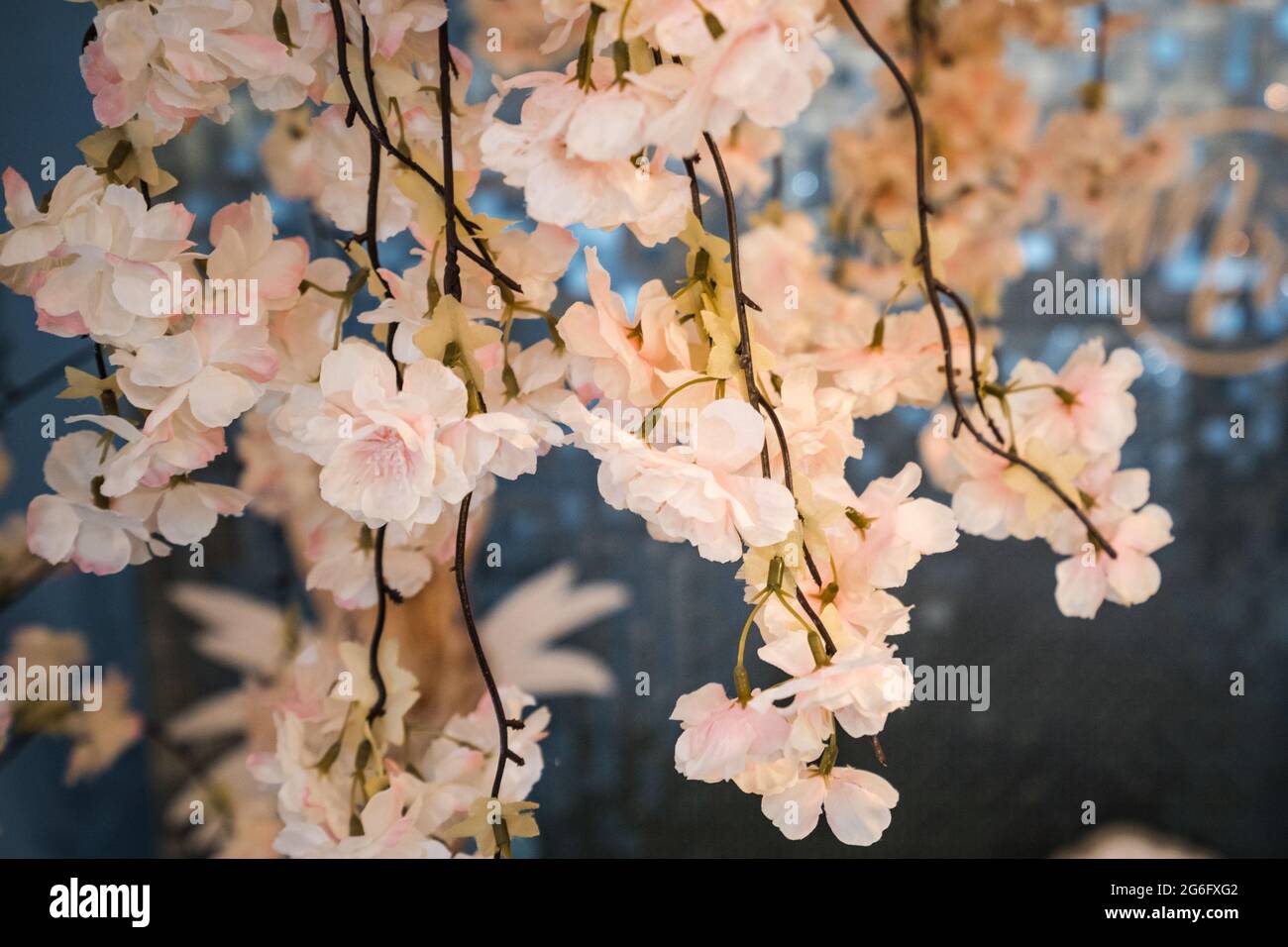 Blütenbaum im Frühling natürliche Kirschblüte rosa Blütenblätter blühen auf einer schönen Pflanze. Stockfoto