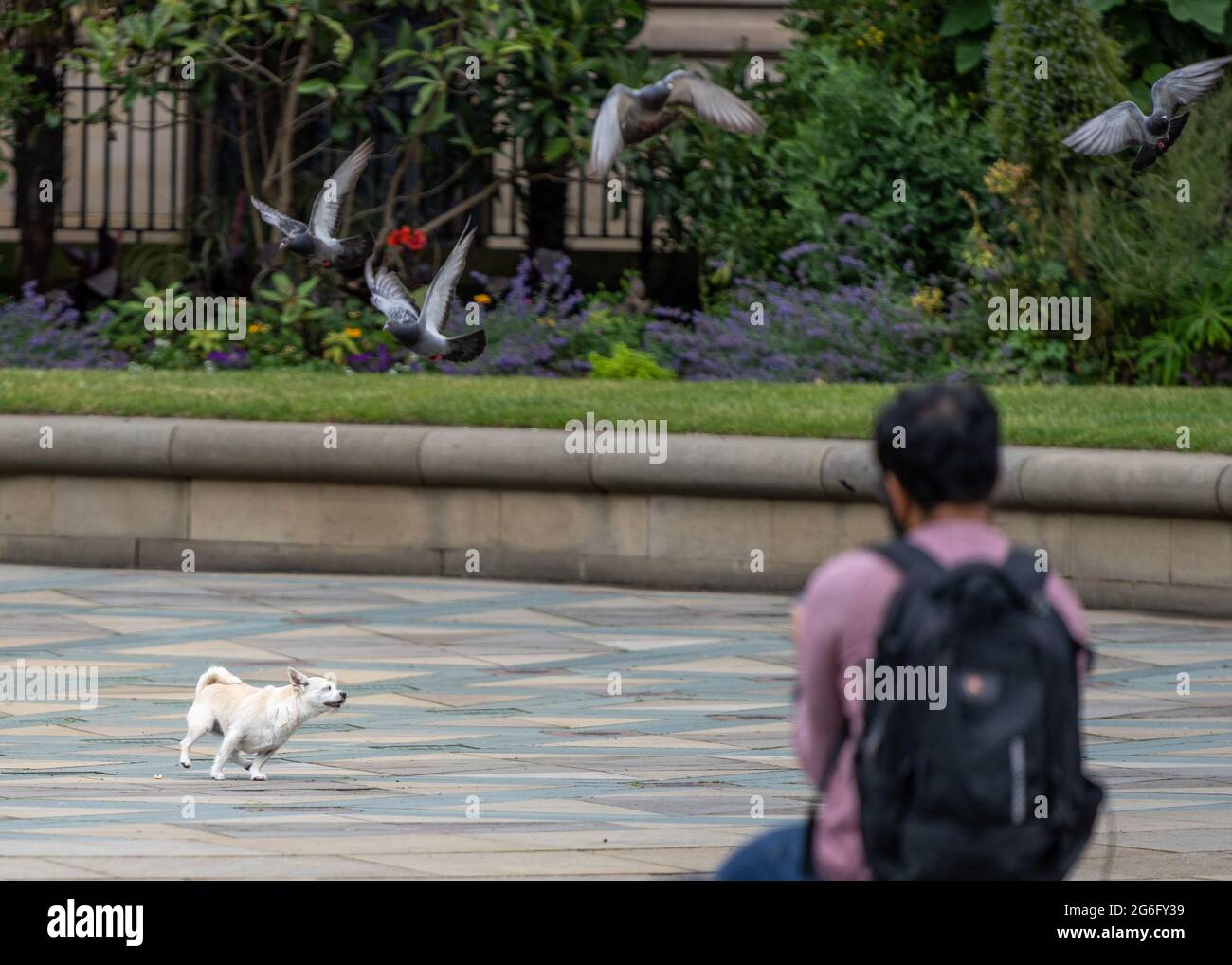 Mann saß im Stadtzentrum und beobachtete seinen kleinen Hund, wie er Tauben und Wildvögeln jagte. Saß allein und beobachtete die Welt. Kleiner weißer Hund, der locker läuft Stockfoto