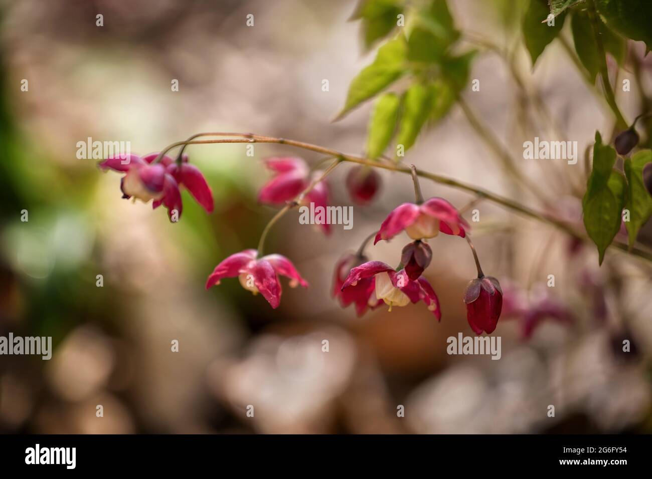 Epimedium Younga ROSEUM Blüten, Familie: Berberidaceae, selektiver Fokus, geringe Tiefenschärfe Stockfoto