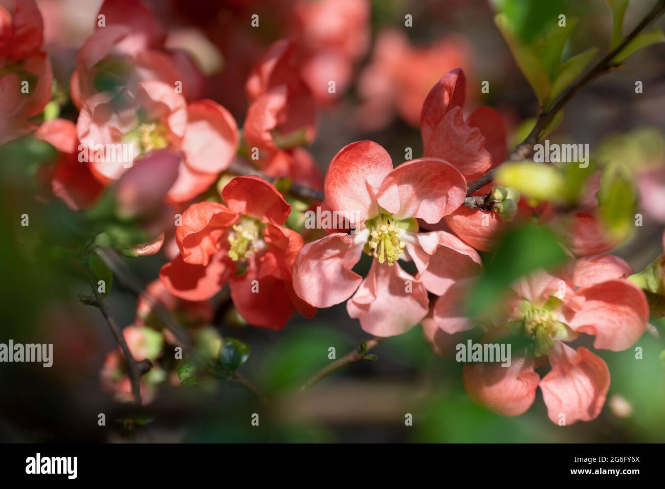 Chaenomeles × superba 'Color Trail' blühende Quitte, Familie: Rosaceae Stockfoto