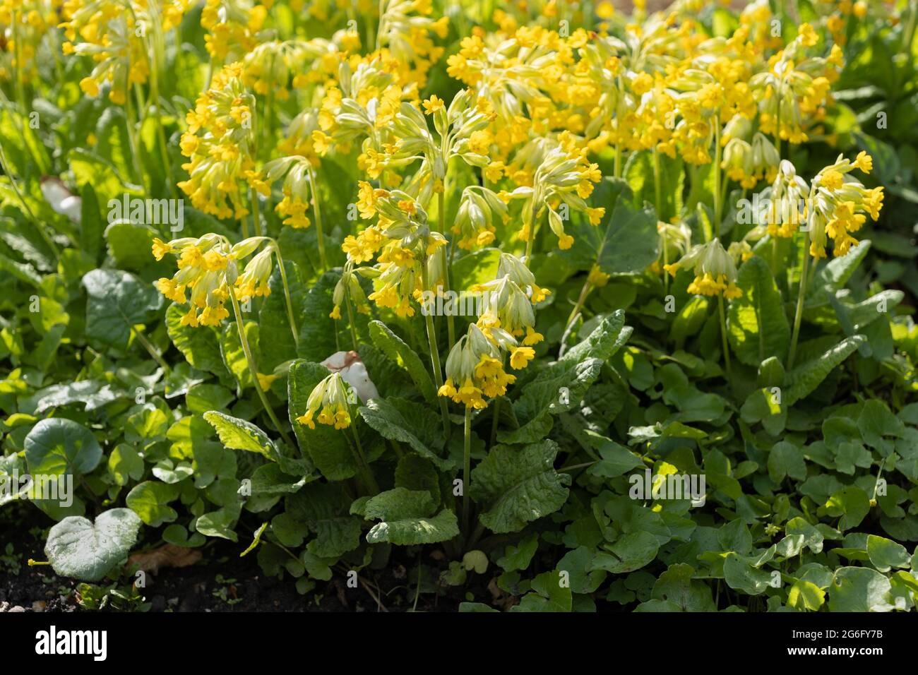 Primula veris L. gemeine Kuhblume, oder kuhblütengelbe Blüten, Familie: Primulaceae, Region: Europa und Westasien Stockfoto