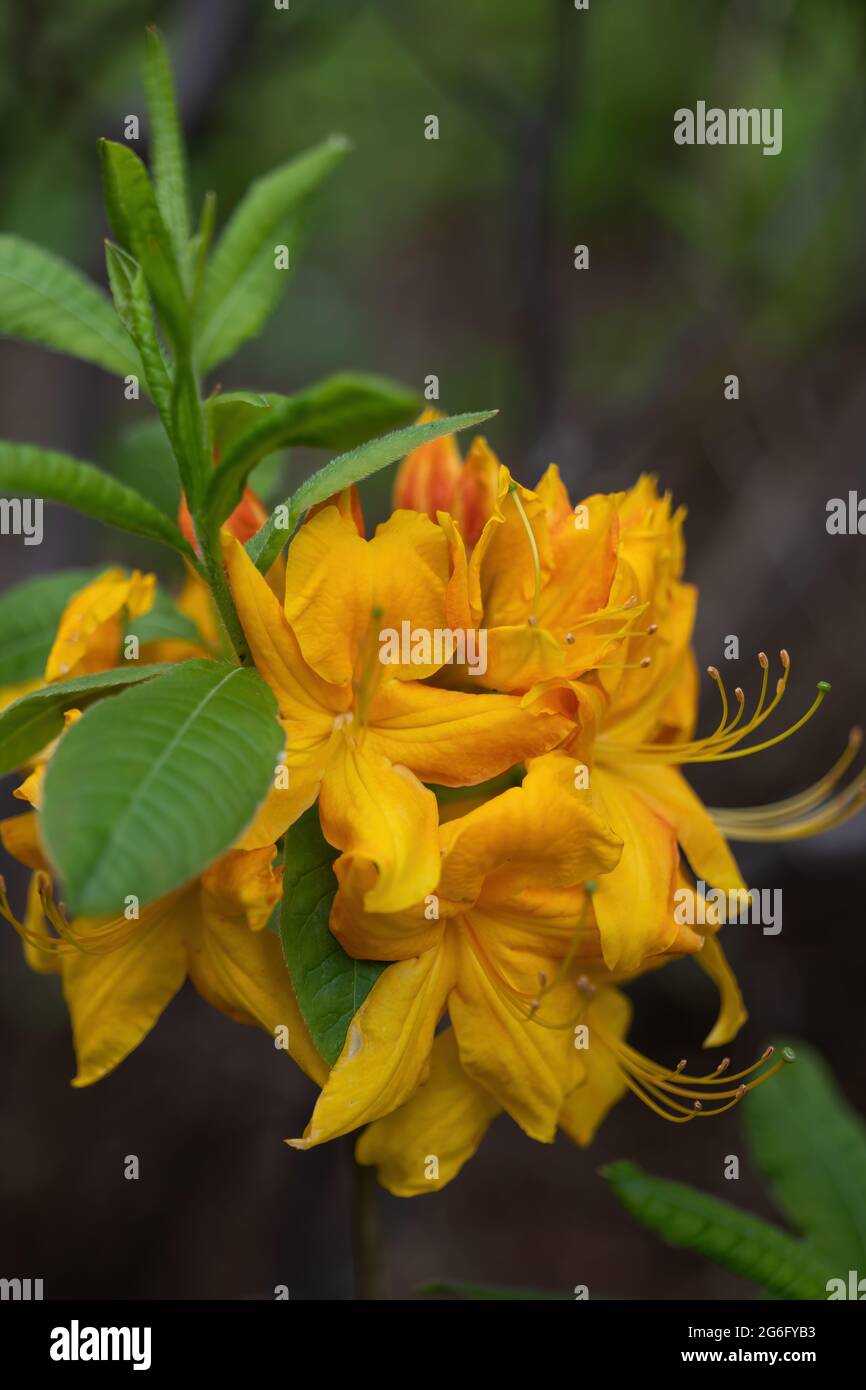 Azalea Rhododendron glühend verschönern orangefarbene Blüten Stockfoto Azalea Rhododendron glühend verschönern orangefarbene Blüten Stockfoto