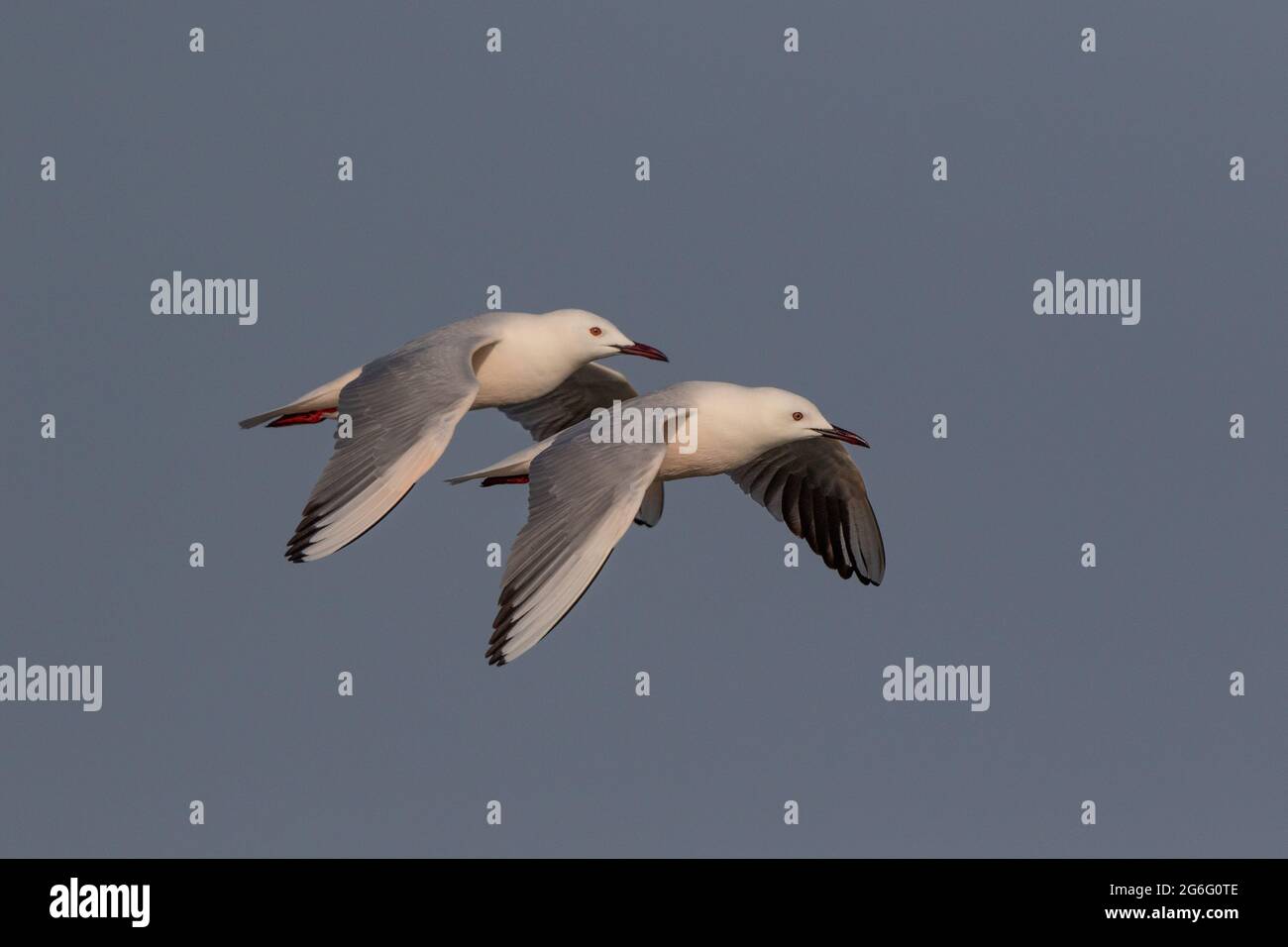 Zwei schlanke Möwen (Larus genei, in Flight, Tnaji, gambia, Westafrika Stockfoto