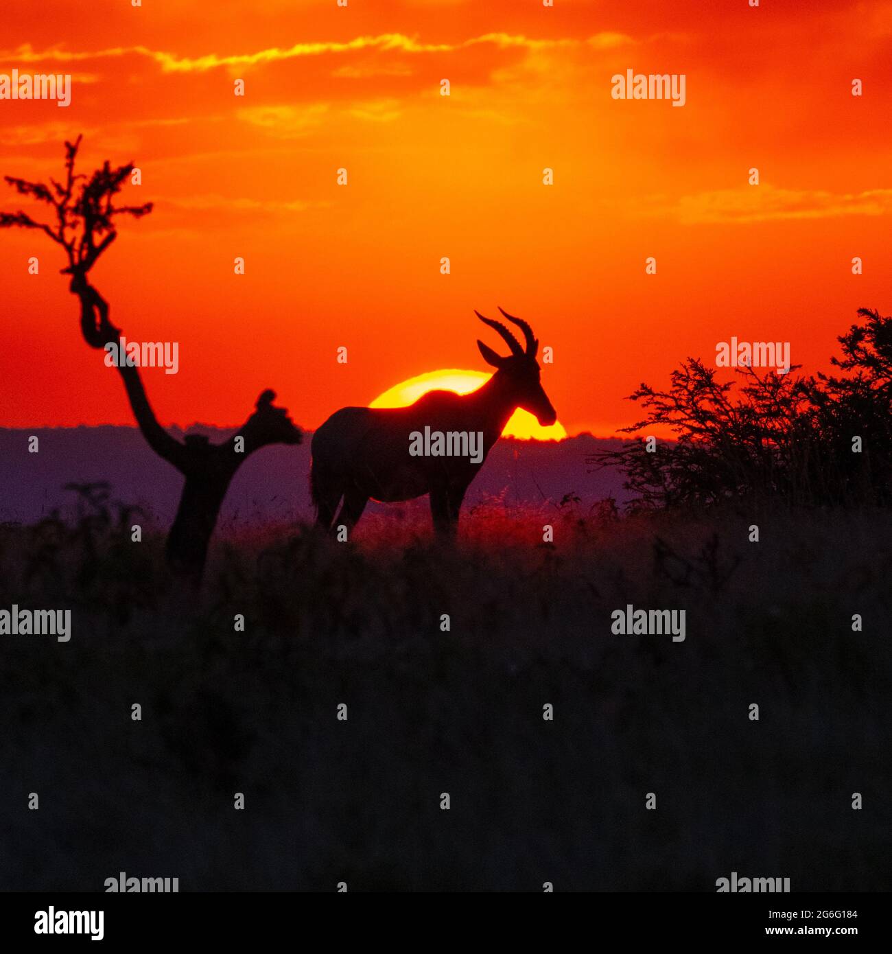 Das verblassende Licht der orangefarbenen Sonne schuf eine Silhouette dieser Antilope. MAASAI MARA, KENIA: ATEMBERAUBENDE Fotografien zeigen einige afrikanische MOS Stockfoto