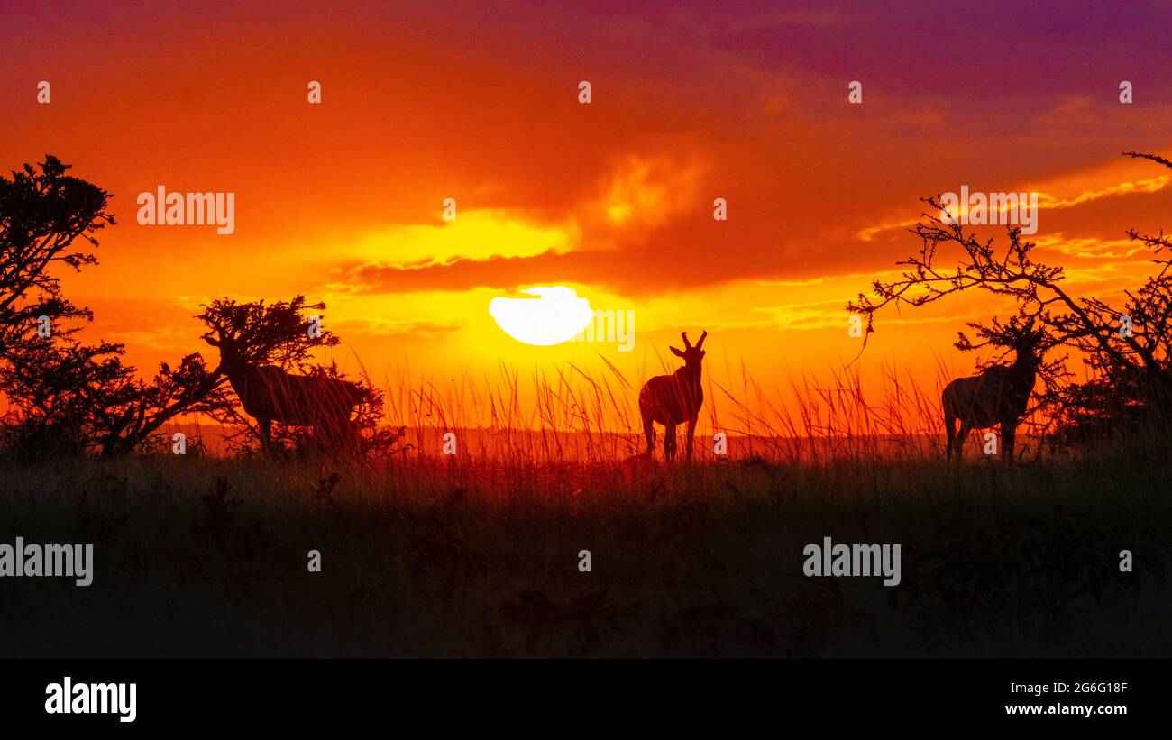 Ein Trio von Antilopen wanderte über den goldenen Horizont. MAASAI MARA, KENIA: ATEMBERAUBENDE Fotografien zeigen einige der schönsten Tiere Afrikas Stockfoto