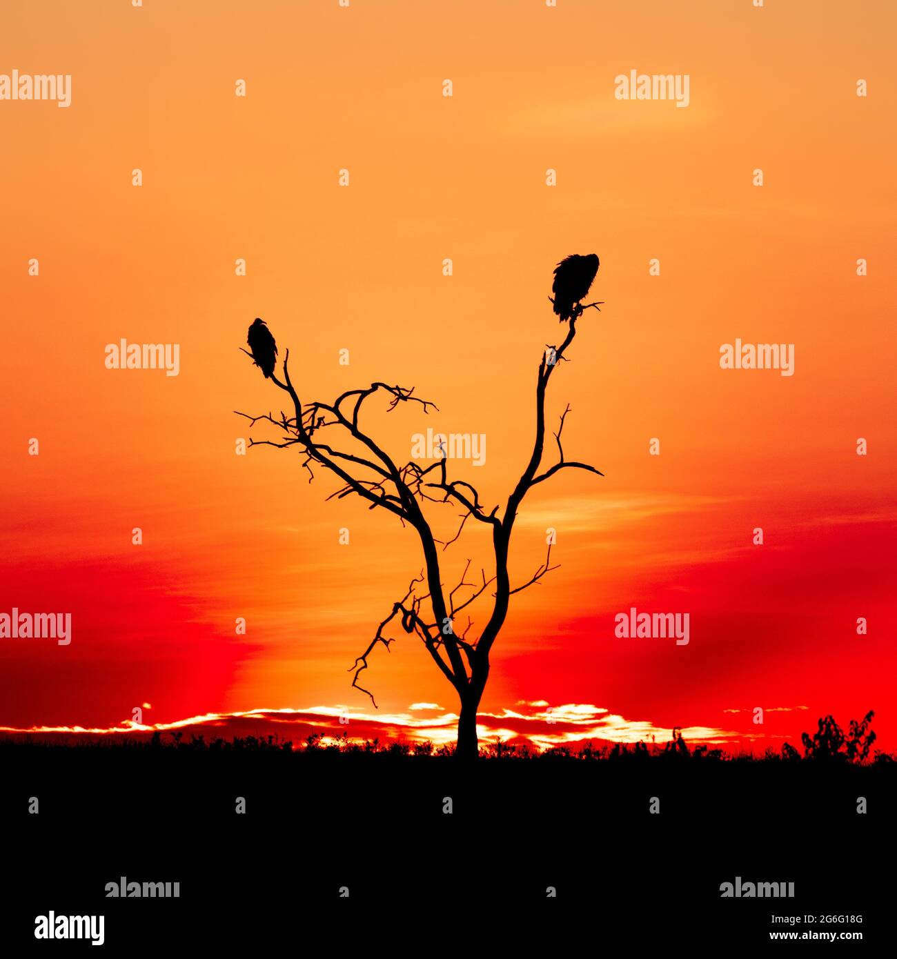 Zwei Geier bewachten die Ebenen, als die Sonne am Himmel versank. MAASAI MARA, KENIA: ATEMBERAUBENDE Fotografien zeigen einige der atemberaubendsten Bilder Afrikas Stockfoto