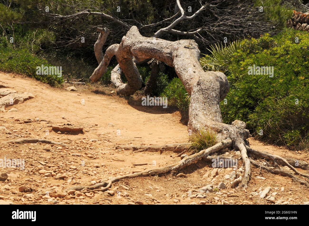Tronco d'albero piegato dal vento di Mare nel sud dell'isola di Mallorca nelle Baleari Stockfoto