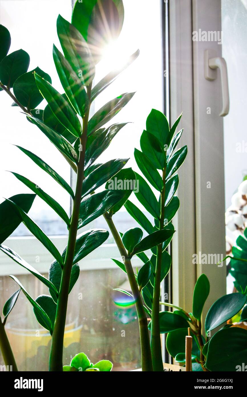 alocasia dragon variegata Alocasia baginda 'Dragon scale' Mint Variegata Medium