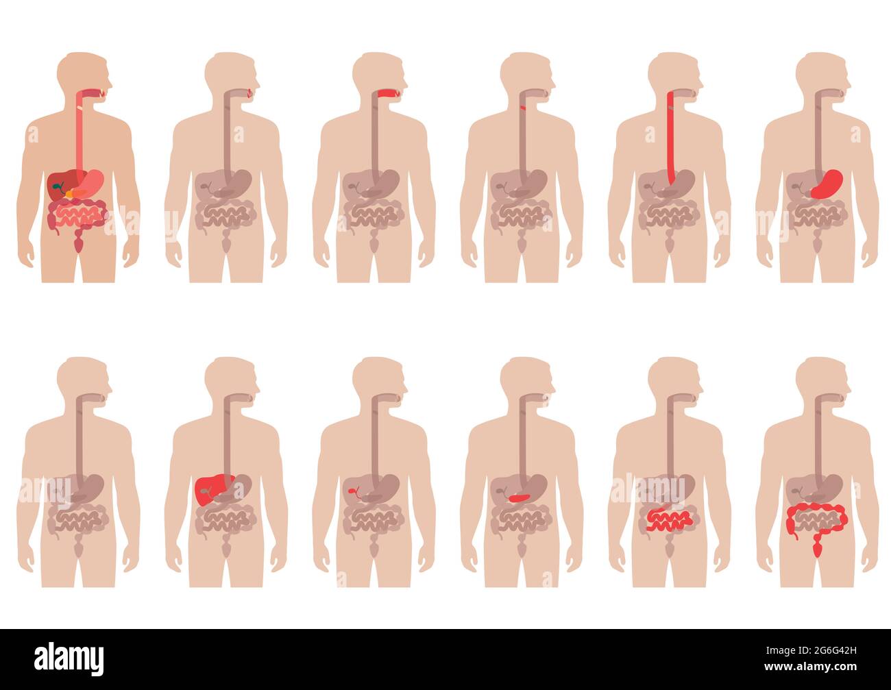 Menschliche Anatomie Verdauungssystem, Magen Vektor Illustration Stock Vektor
