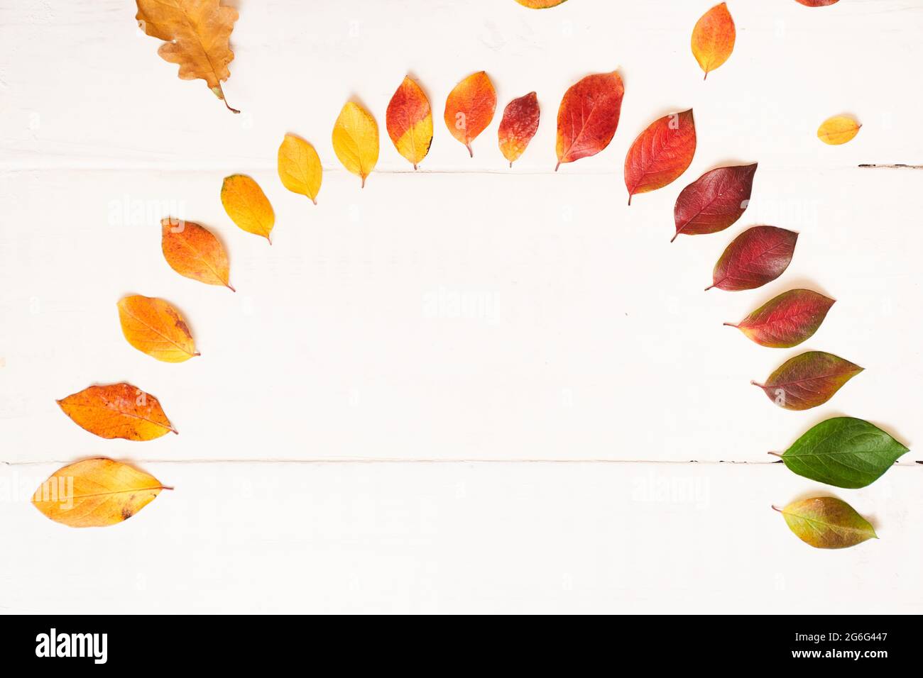 Halbkreis aus bunten Herbstblättern in Form eines gradienten Textrahmens, Layout für Design auf einem weißen Holzhintergrund. Hochwertige Fotos Stockfoto