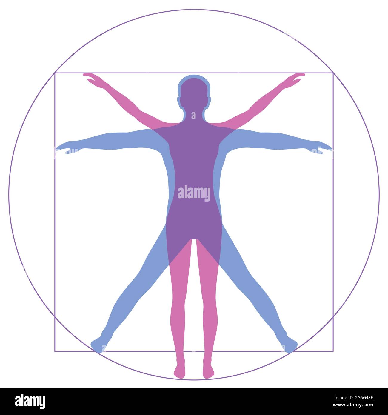 Leonardo Da Vinci Vetruvianische Frau, menschliche Anatomie Stock