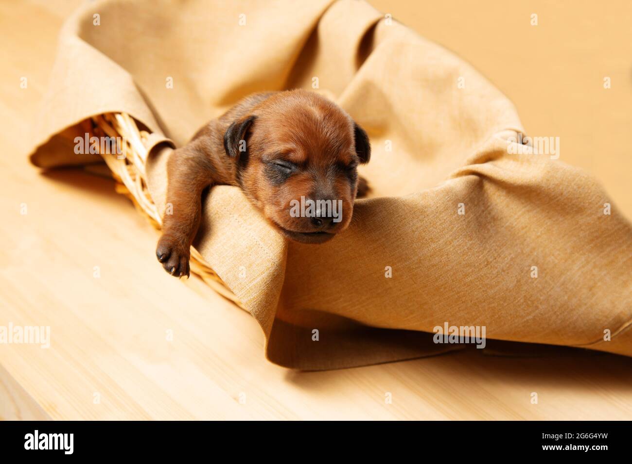 Ein neugeborener Welpe in einem Weidenkorb. Der Welpe des Zwergpinschers ruht. Ein charmanter Welpe. Stockfoto