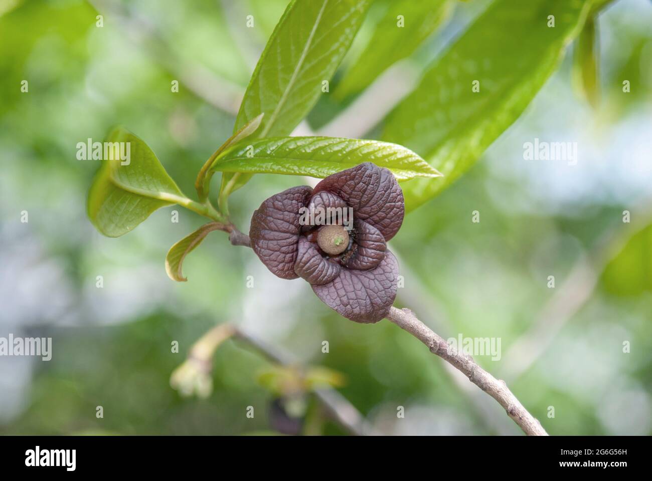 Pfandpfote, Cherimoya (Asimina triloba), Blume, Deutschland Stockfoto