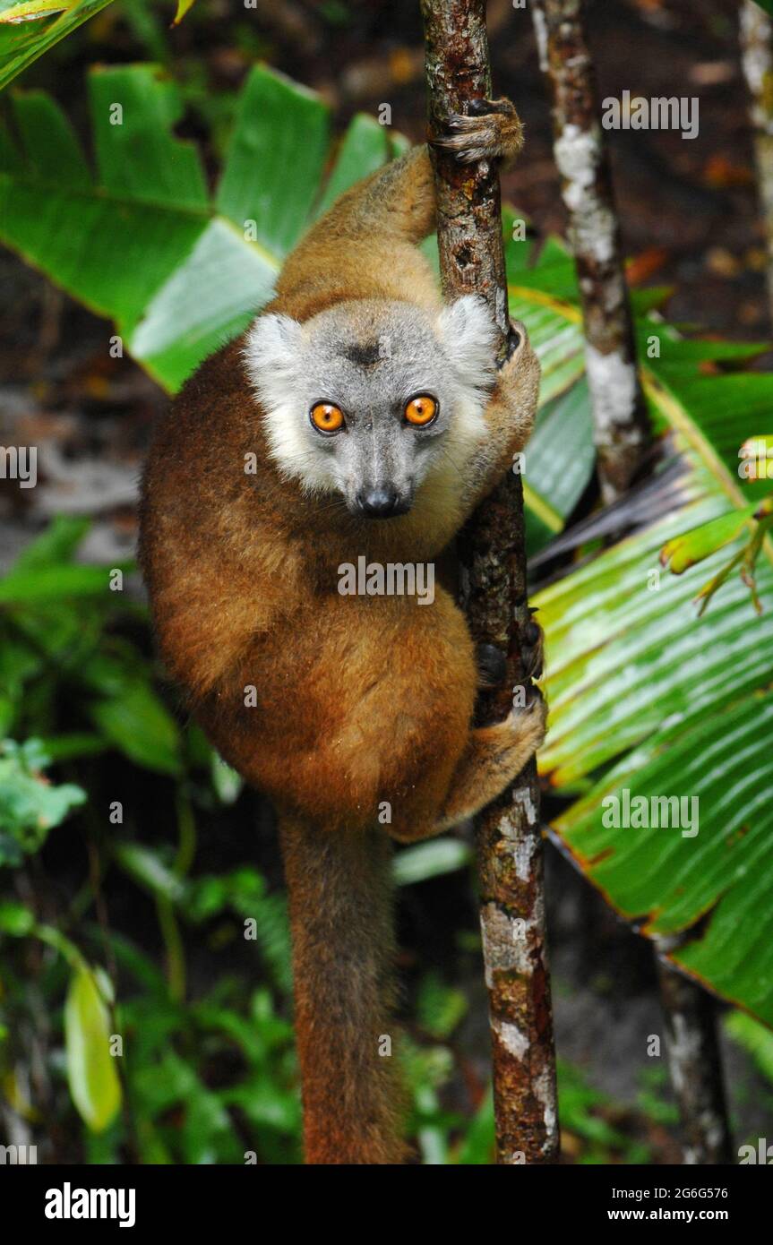 Gekrönter Lemur (Lemur coronatus, Petterus coronatus, Eulemur coronatus), klettert auf eine Liane und blickt in die Kamera, Madagaskar Stockfoto