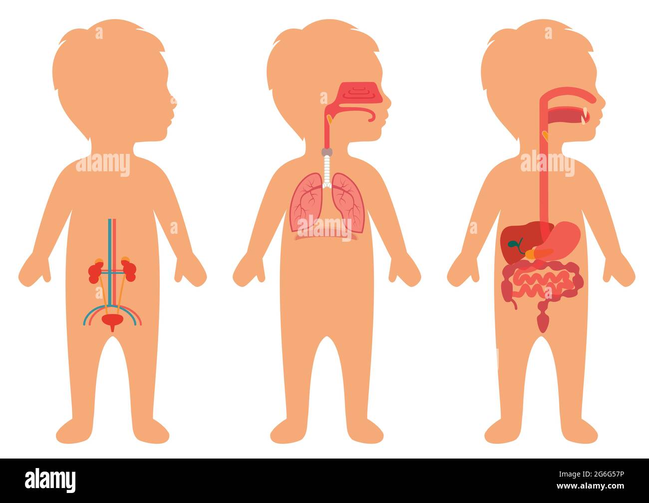 Kinderkörper, medizinische Illustration, menschliche Organe, kindliche  Anatomie Stock-Vektorgrafik - Alamy