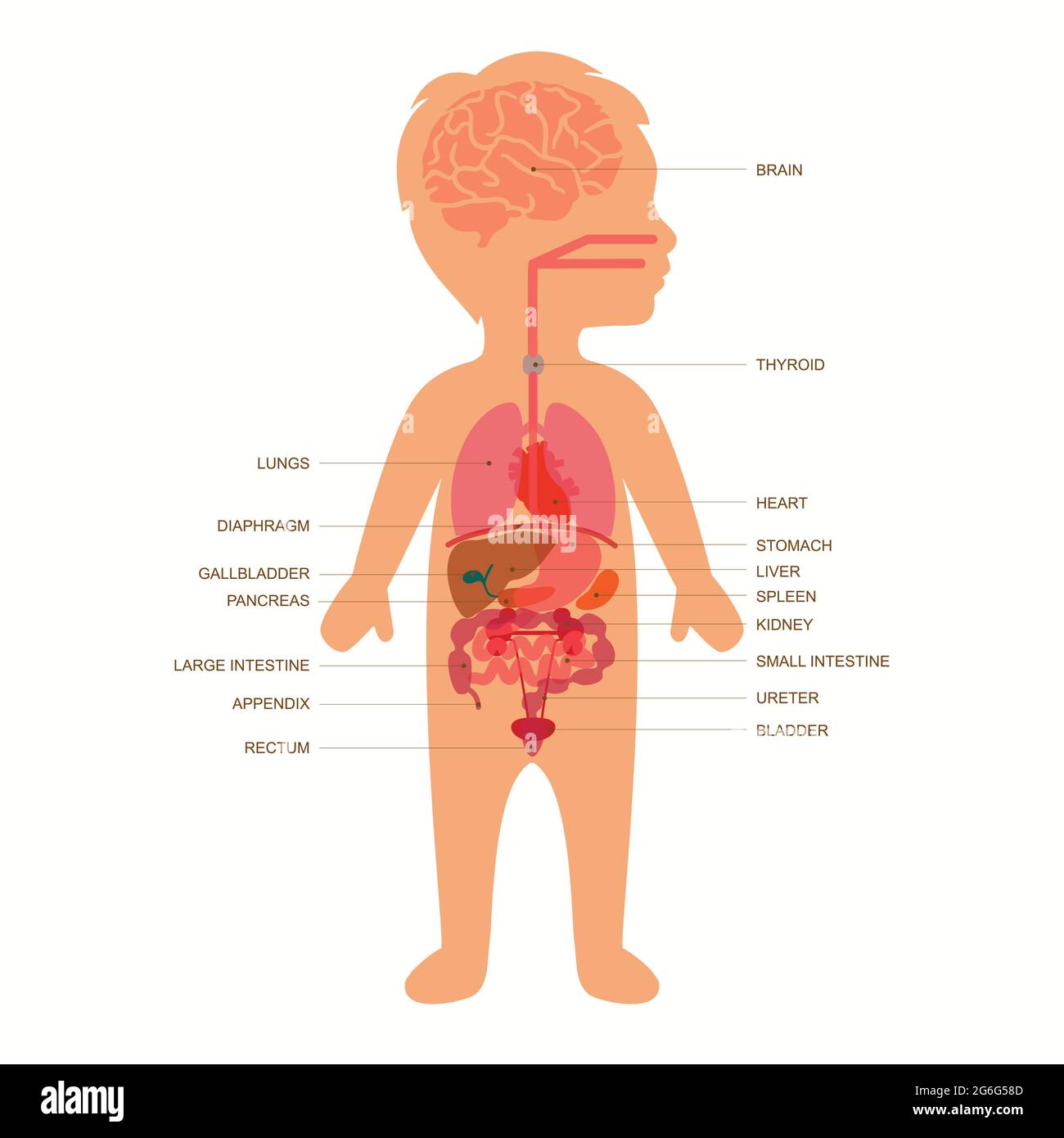 Kinderkörper, medizinische Illustration, menschliche Organe, kindliche  Anatomie Stock-Vektorgrafik - Alamy