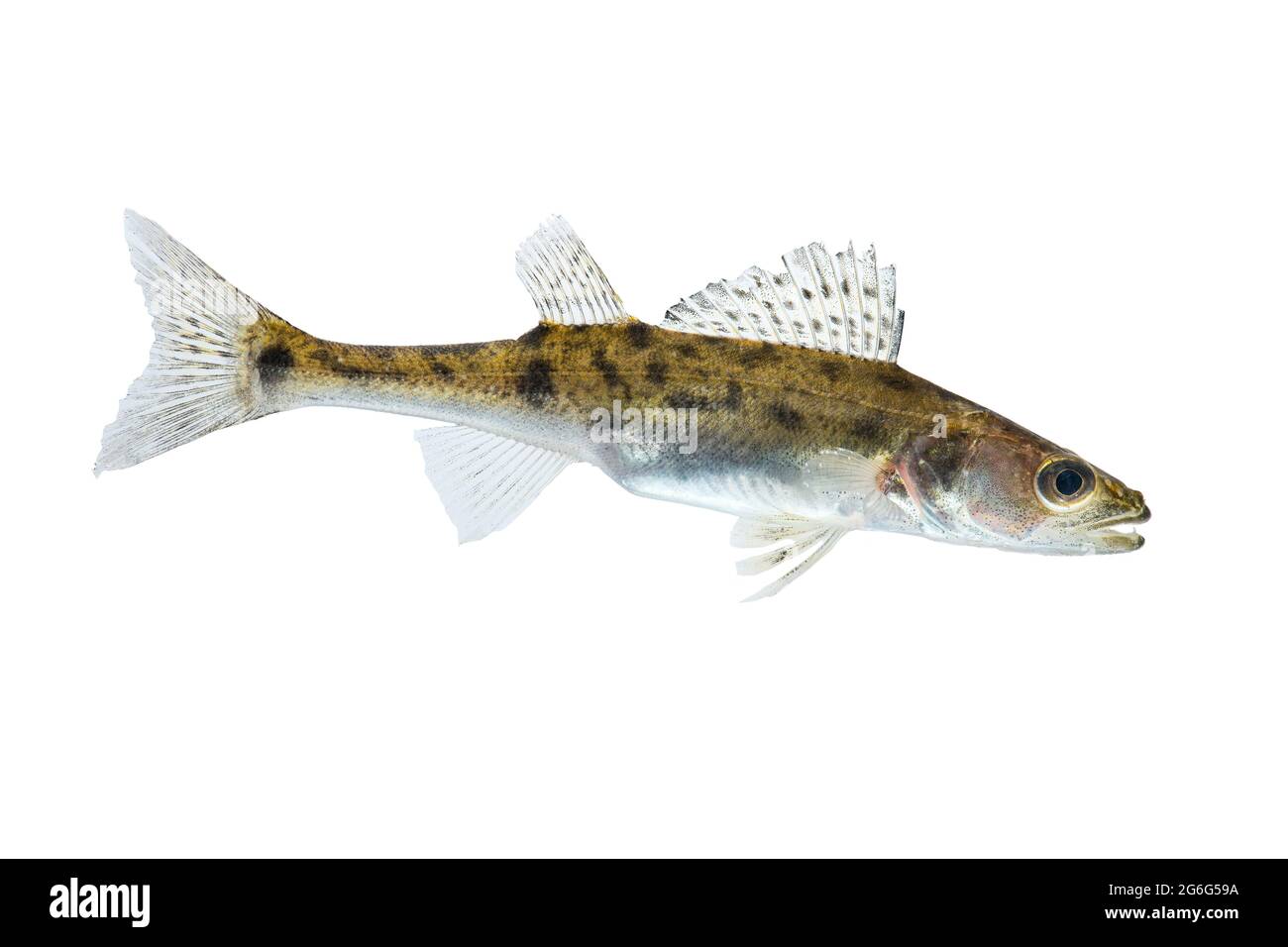 zander (Stizostedion lucioperca, Sander lucioperca), Ausschnitt, Deutschland Stockfoto