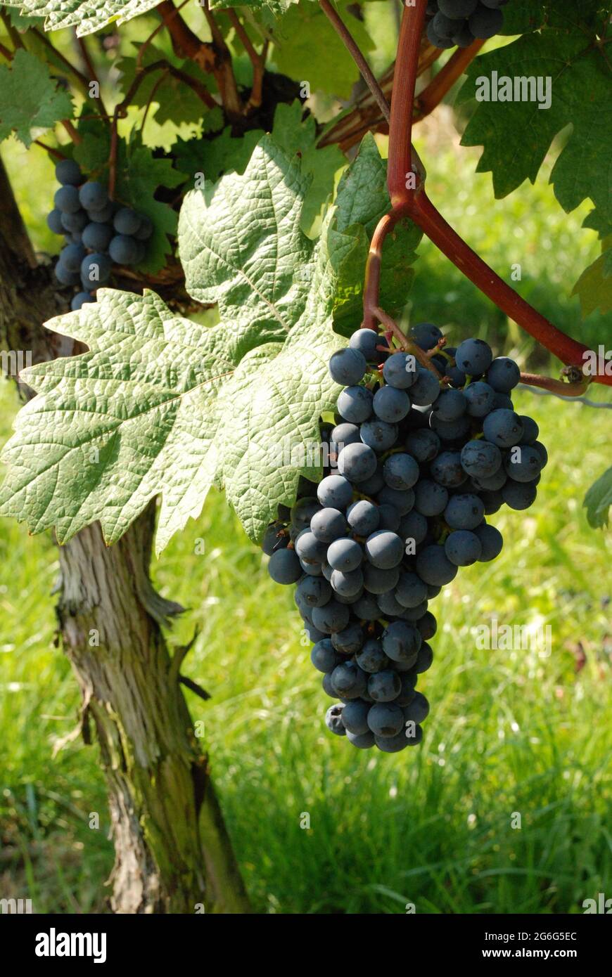 Weinrebe, Weinrebe (Vitis vinifera), Weinrebe mit reifen Trauben