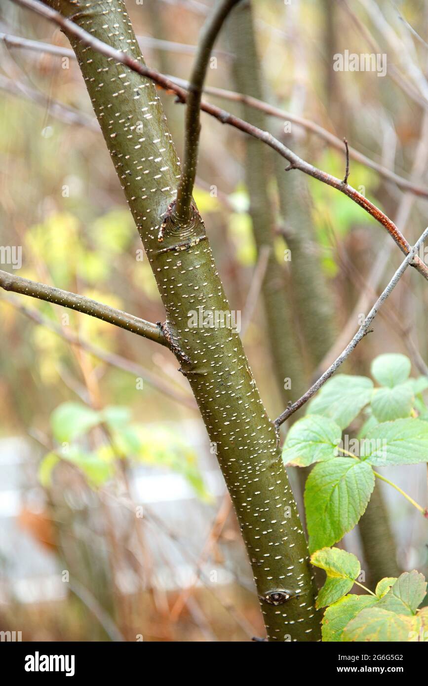 Common Alder, Black Alder, Europäische Erle (Alnus glutinosa), Zweig mit unreifen Früchten, Deutschland Stockfoto