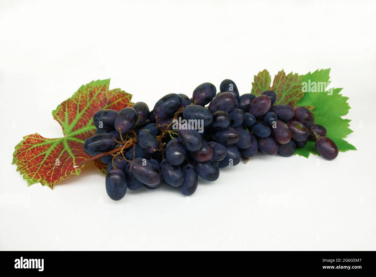 Weinrebe, Weinrebe (Vitis vinifera), blaue Traube auf Traubenblättern Stockfoto