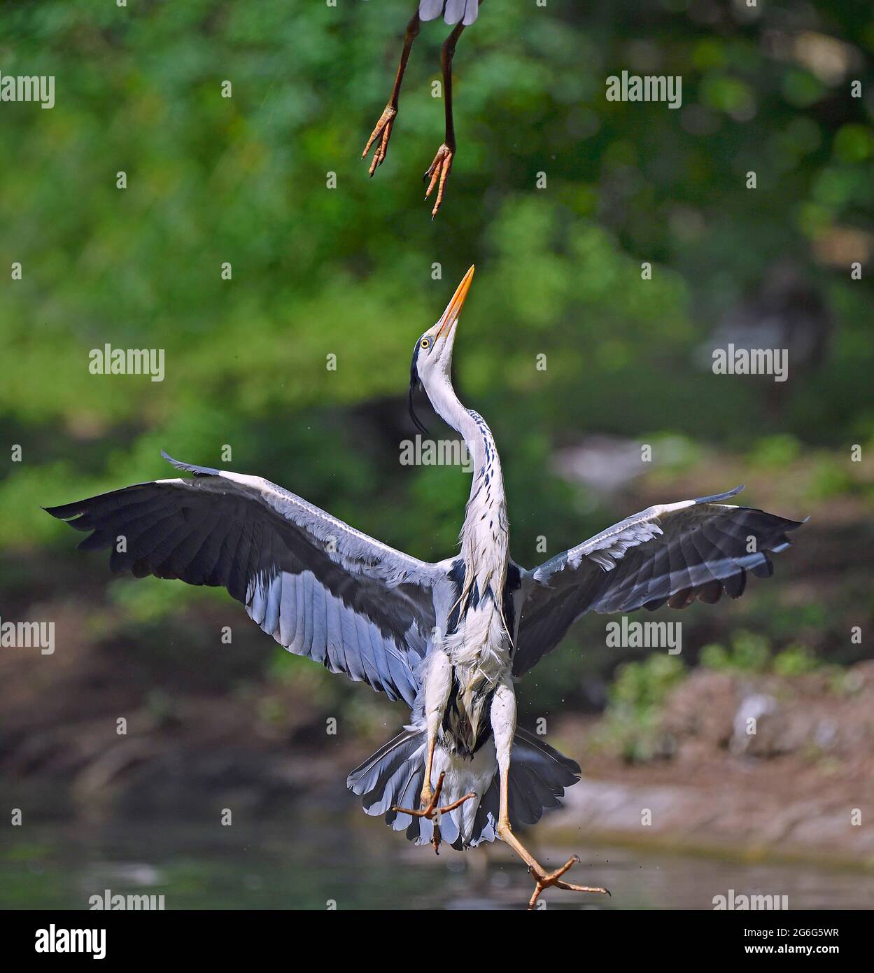 Graureiher (Ardea cinerea), bei einem territorialen Kampf, Deutschland, Brandenburg Stockfoto