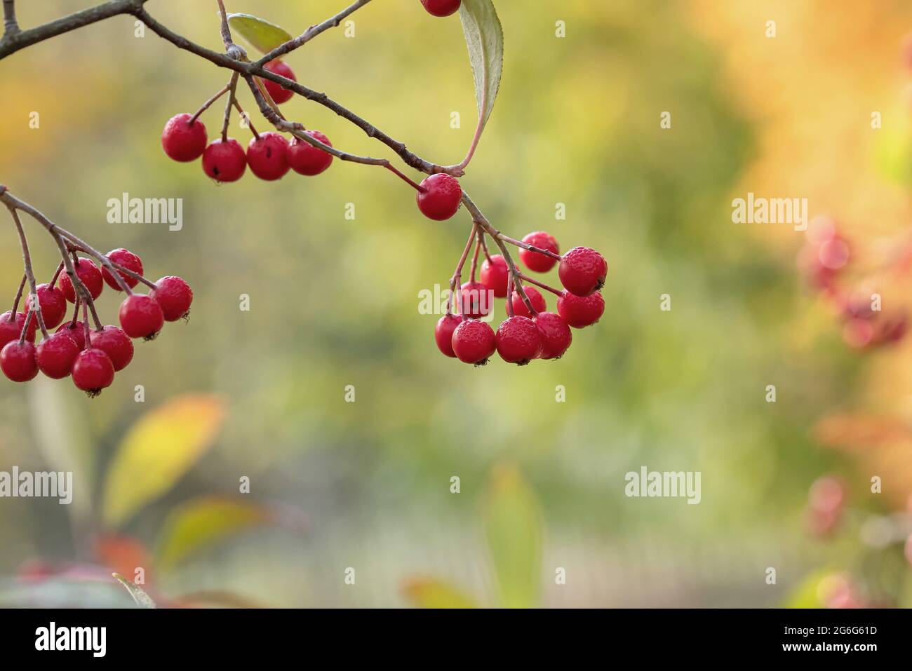 Rote Johannisbeere (Aronia arbutifolia), Beeren auf einem Zweig, Deutschland Stockfoto