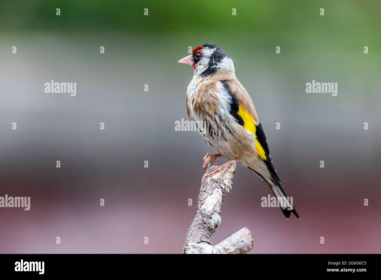 Erwachsener Goldfink Carduelis caduelis (Fringillidae), der auf Totholz mit einem unfokussierten Hintergrund steht, Northampton, England, Großbritannien. Stockfoto