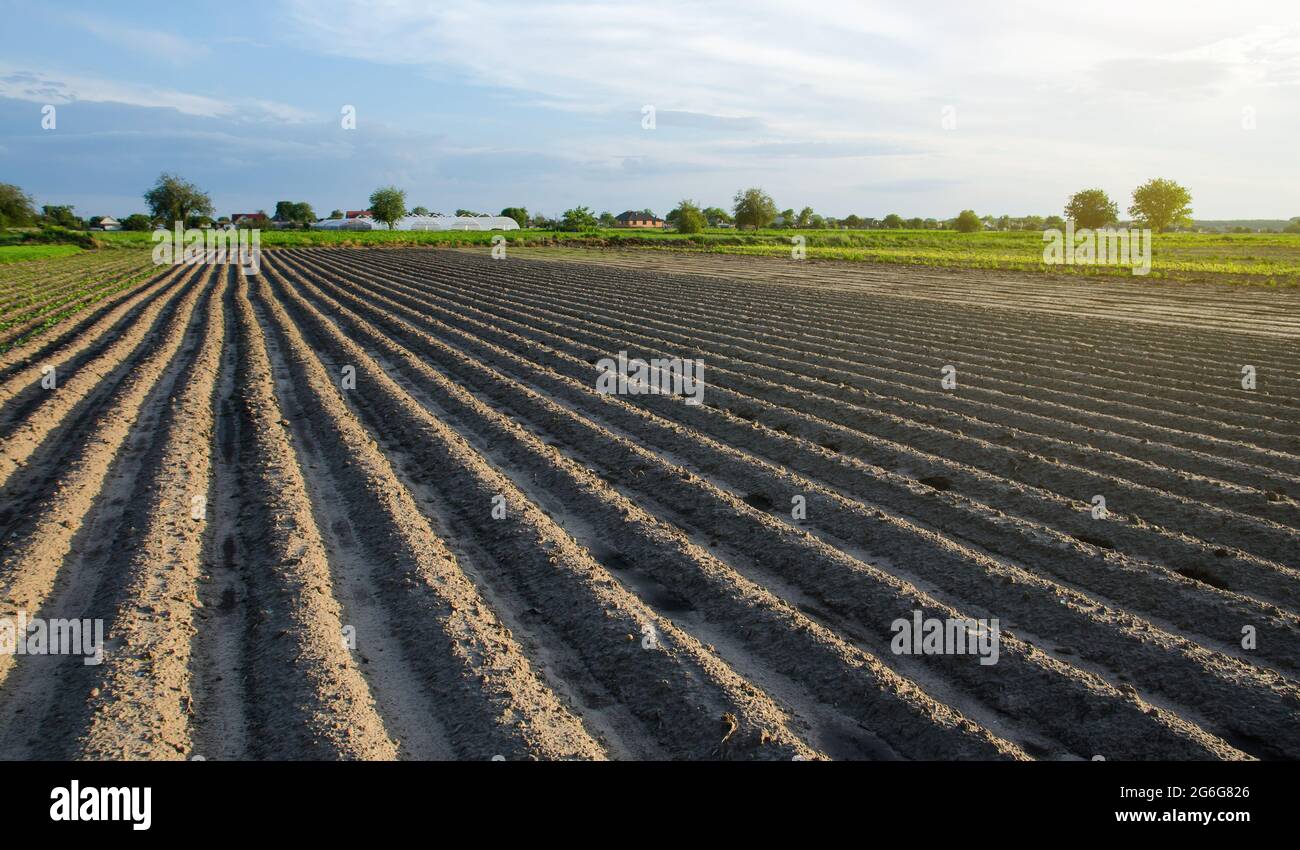 Frisch gepflanzte Felder mit Kartoffeln. Reihen eines Bauernhofes Felder an einem sommerlichen sonnigen Tag. Gemüse im Freien auf offenem Boden anbauen. Agroindustrie. Landwirtschaft, A Stockfoto