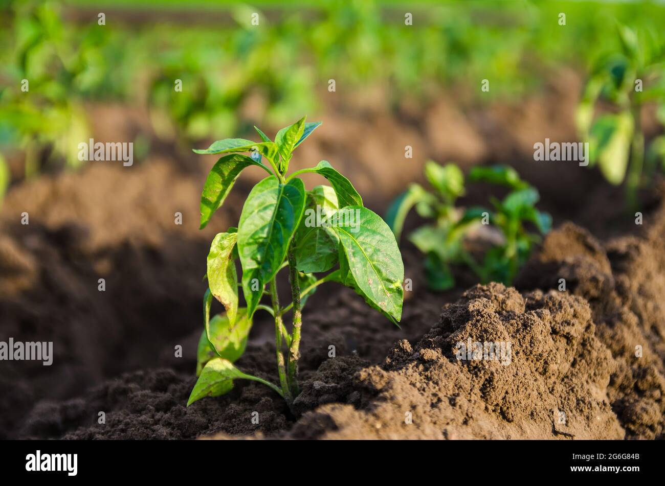 Junge frisch gepflanzte Süsspfeffer-Sämlinge auf einem Farmfeld. Gemüseanbau im Freien auf offenem Boden Agroindustrie. Pflanzenpflege und Kultivierung. Weit Stockfoto