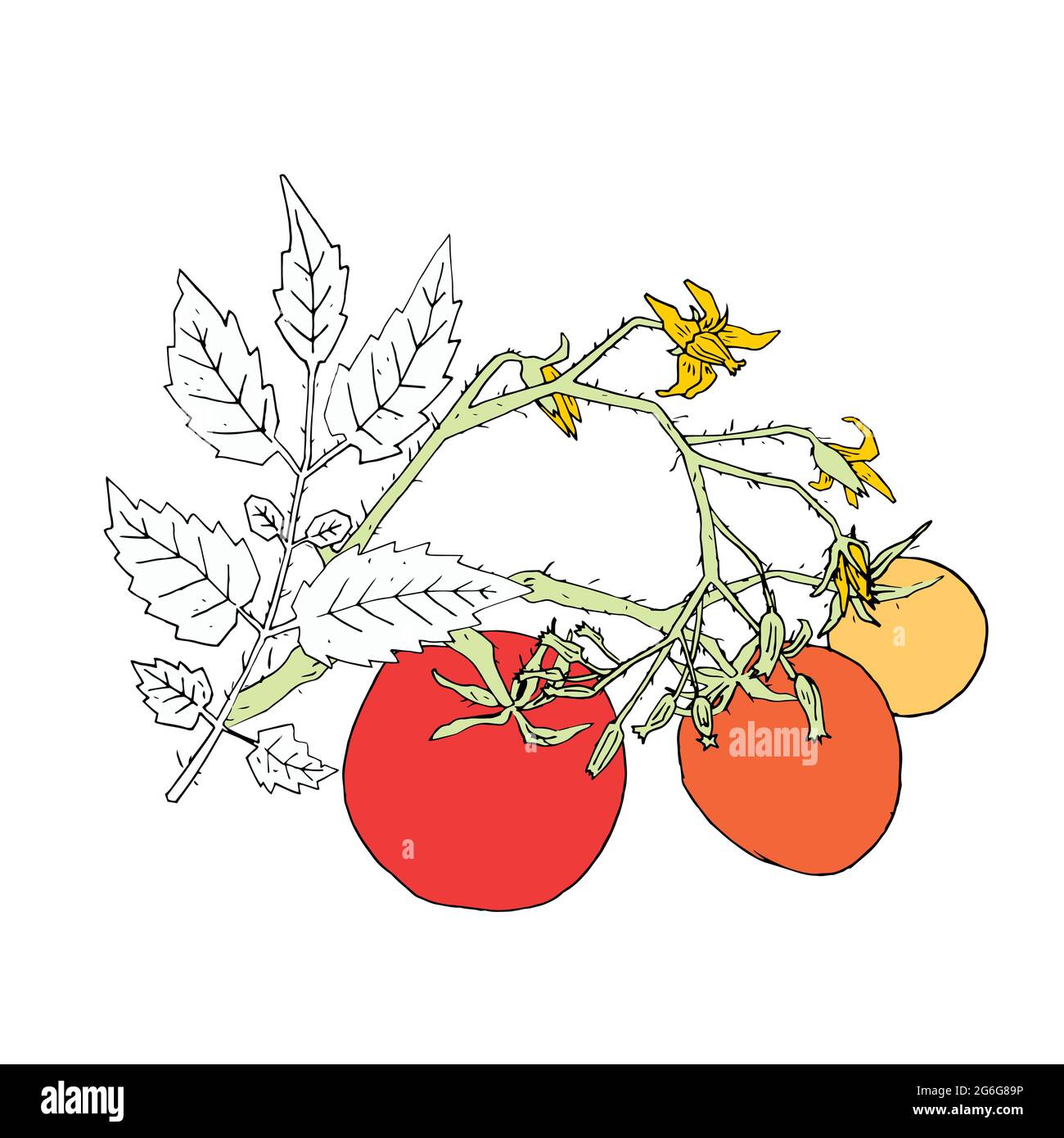 Teile des Tomatenbusches mit Blättern, Blumen und Früchten auf Stiel in verschiedenen Reifestufen Vektordarstellung. Handgezeichnete farbige Tomatenpflanze auf Grad Stock Vektor