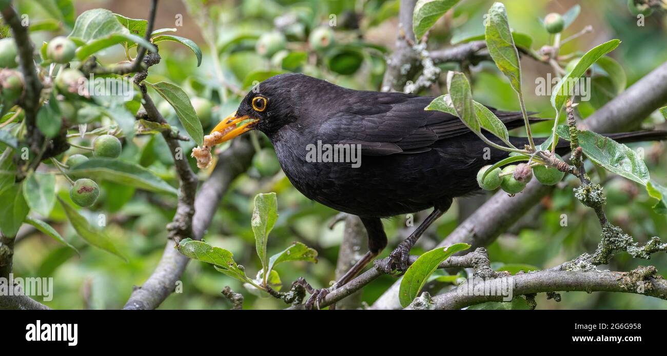Ein erwachsener männlicher Blackbird, der in einer Krabbe in einem Crab-Apple-Baum auf der Suche nach Nahrung in einem Garten in Alsager, Heshire, England, Vereinigtes Königreich, Großbritannien, steht Stockfoto