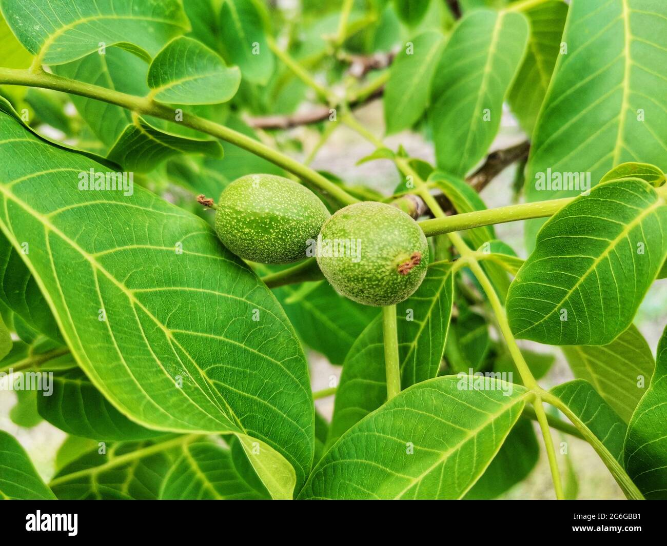 Walnüsse auf dem Ast. Walnussbaum und Walnussblätter. Stockfoto